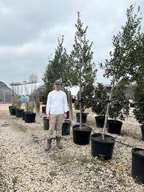 Eagleston Holly