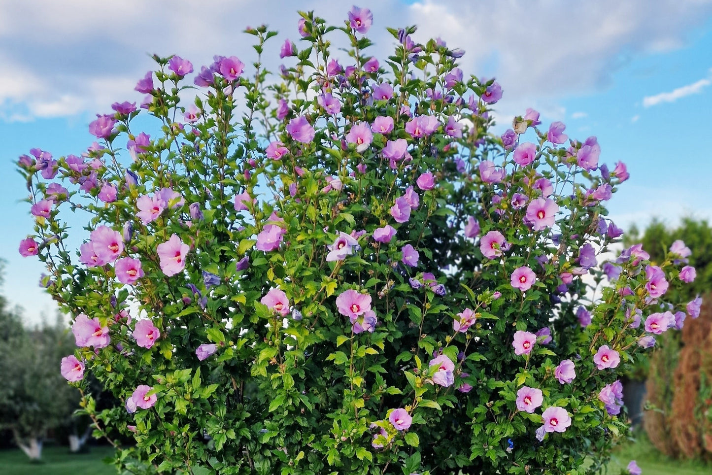 Althea Tree