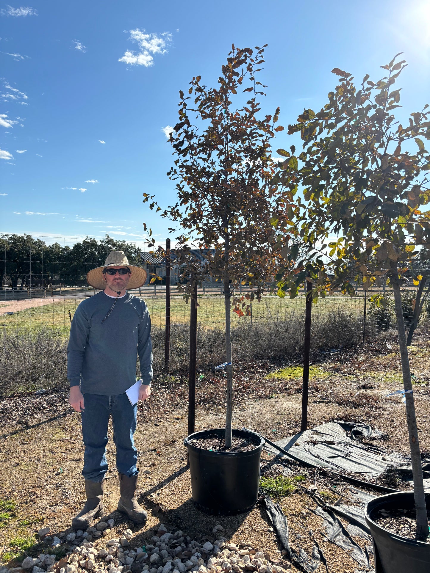Mexican White Oak