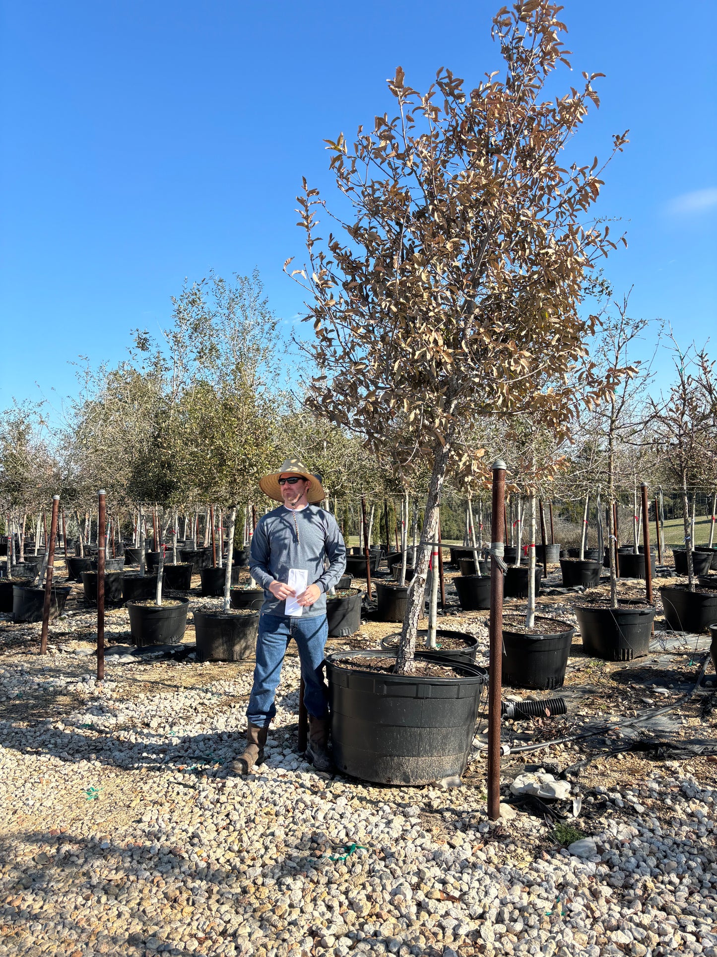 Mexican White Oak