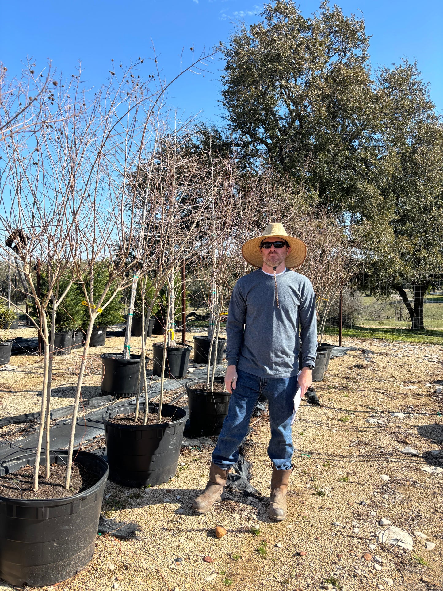 Twilight Crape Myrtle
