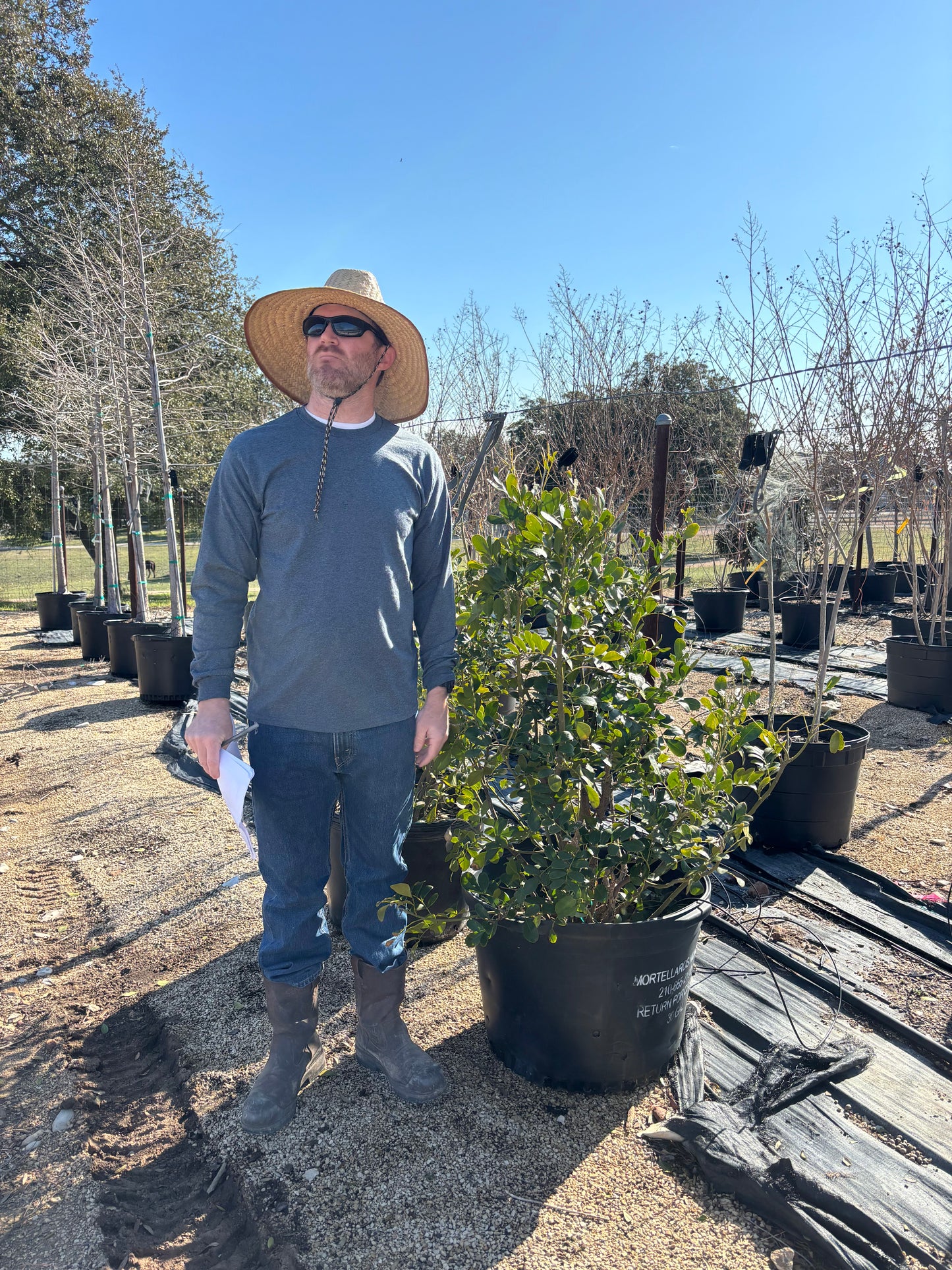Texas Mountain Laurel
