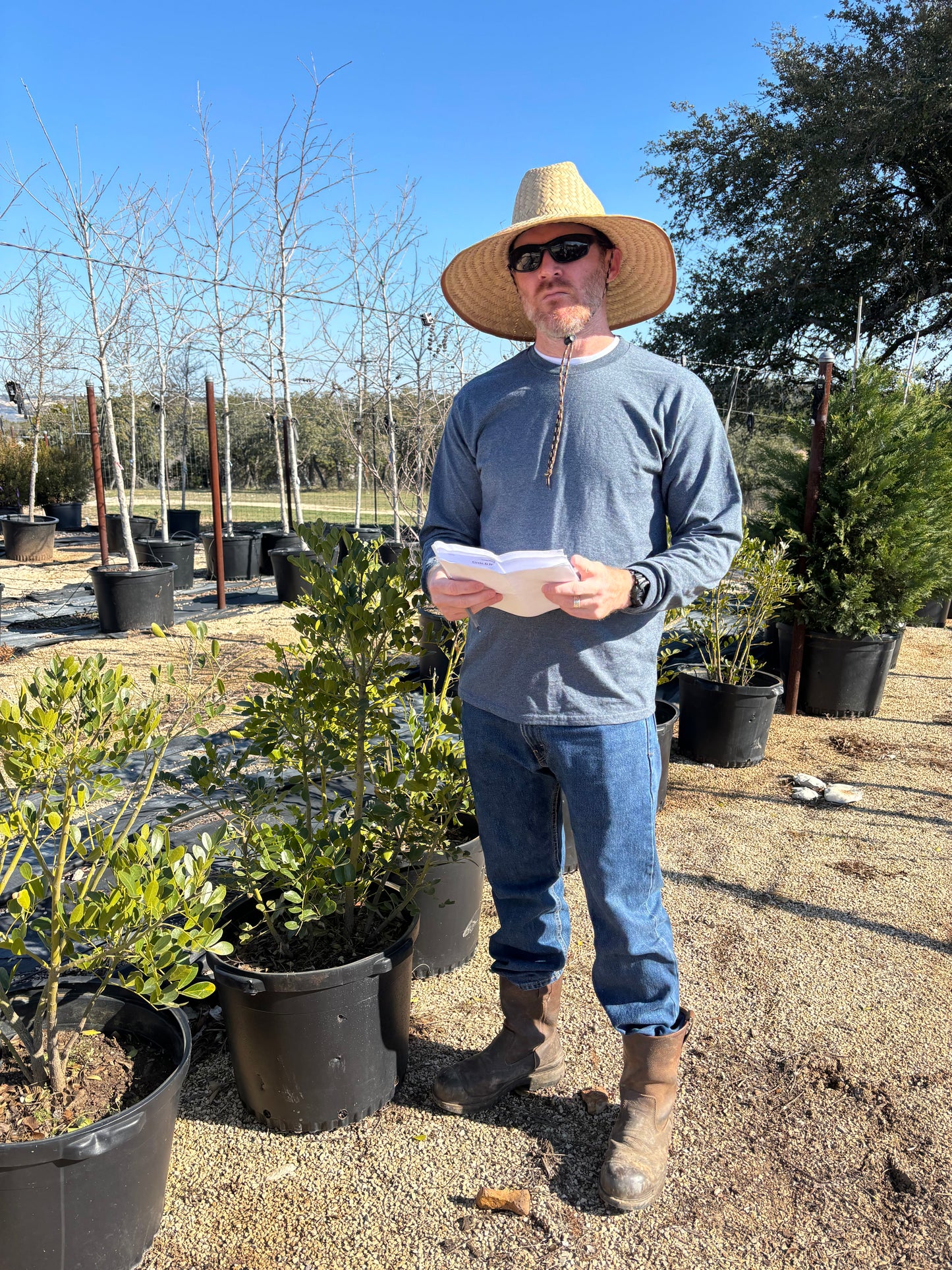 Texas Mountain Laurel