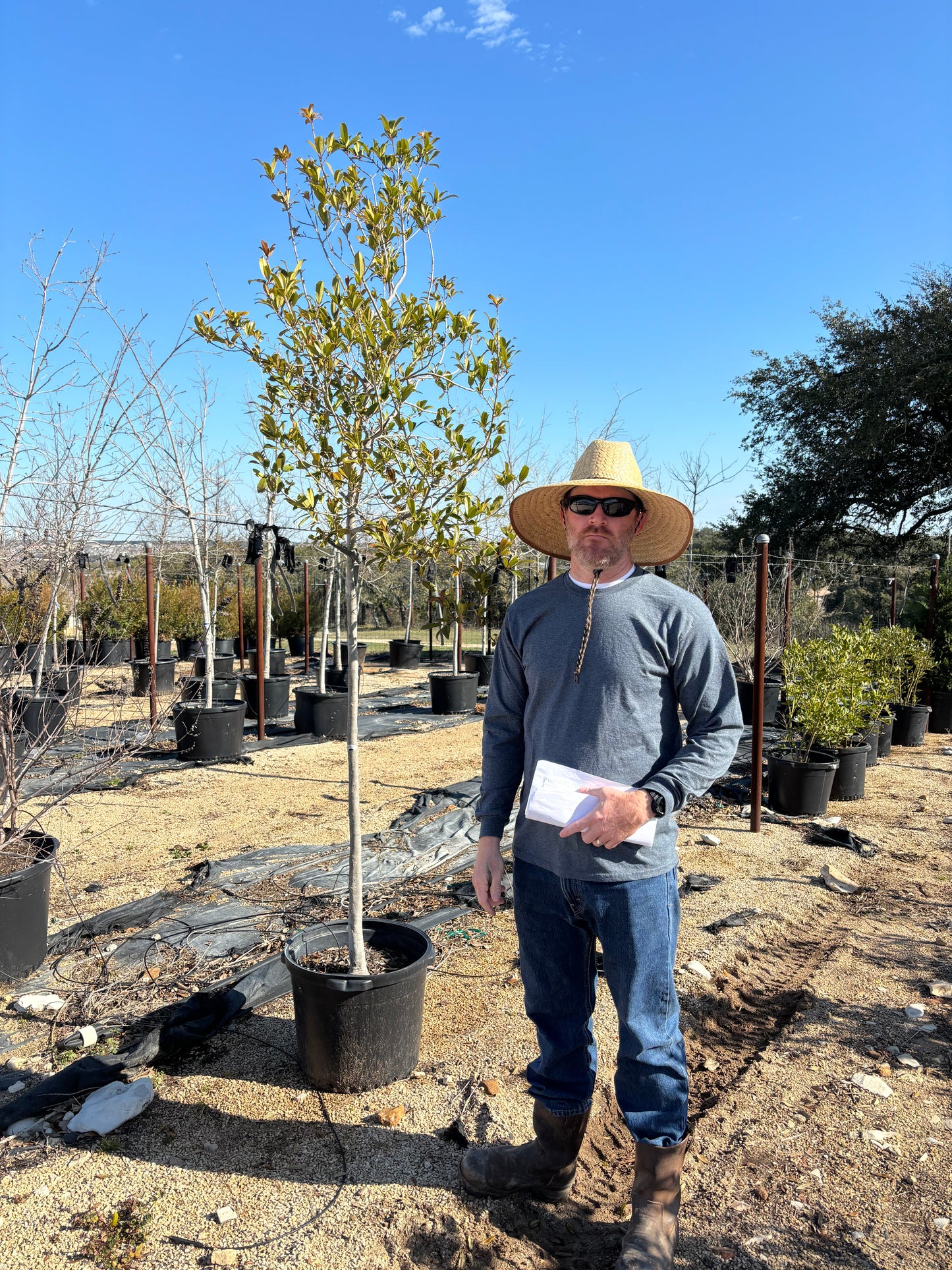 Live Oak