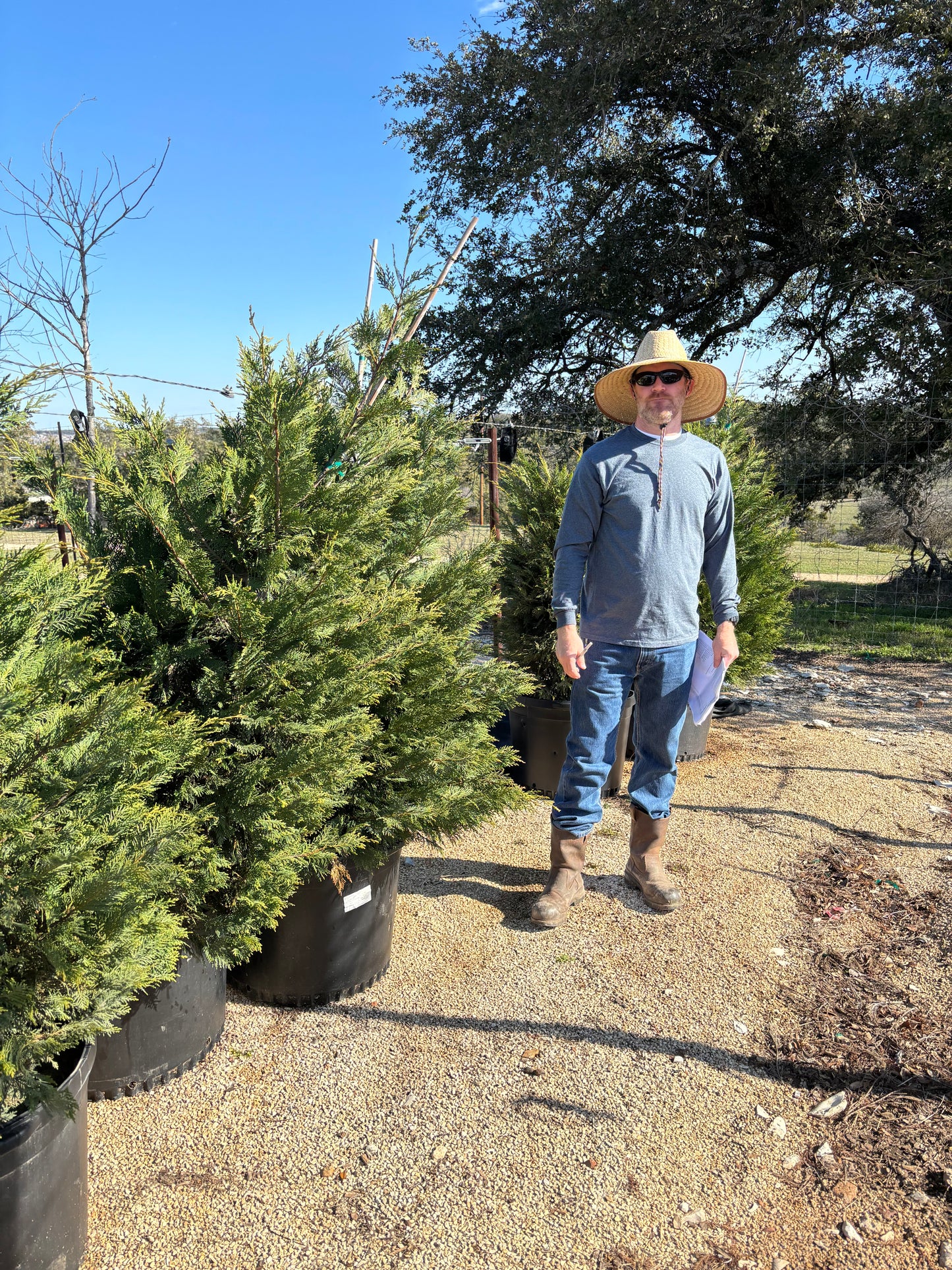Leyland Cypress