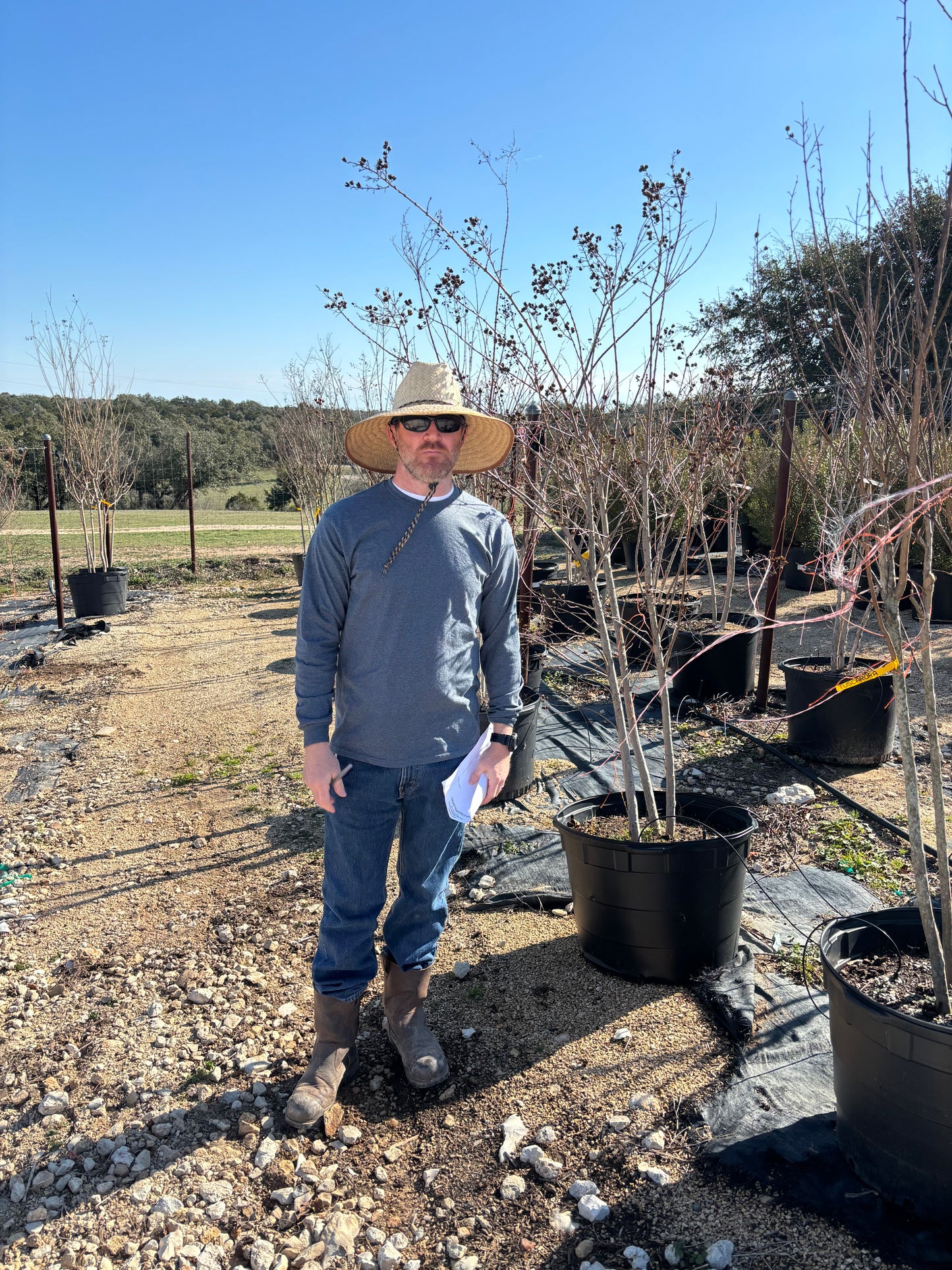 Tuscarora Crape Myrtle