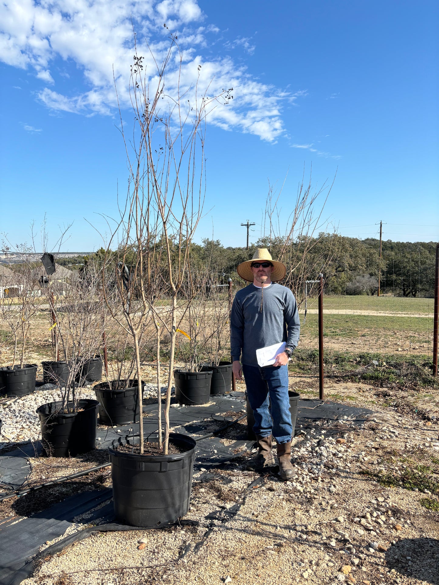 Basham Crape Myrtle