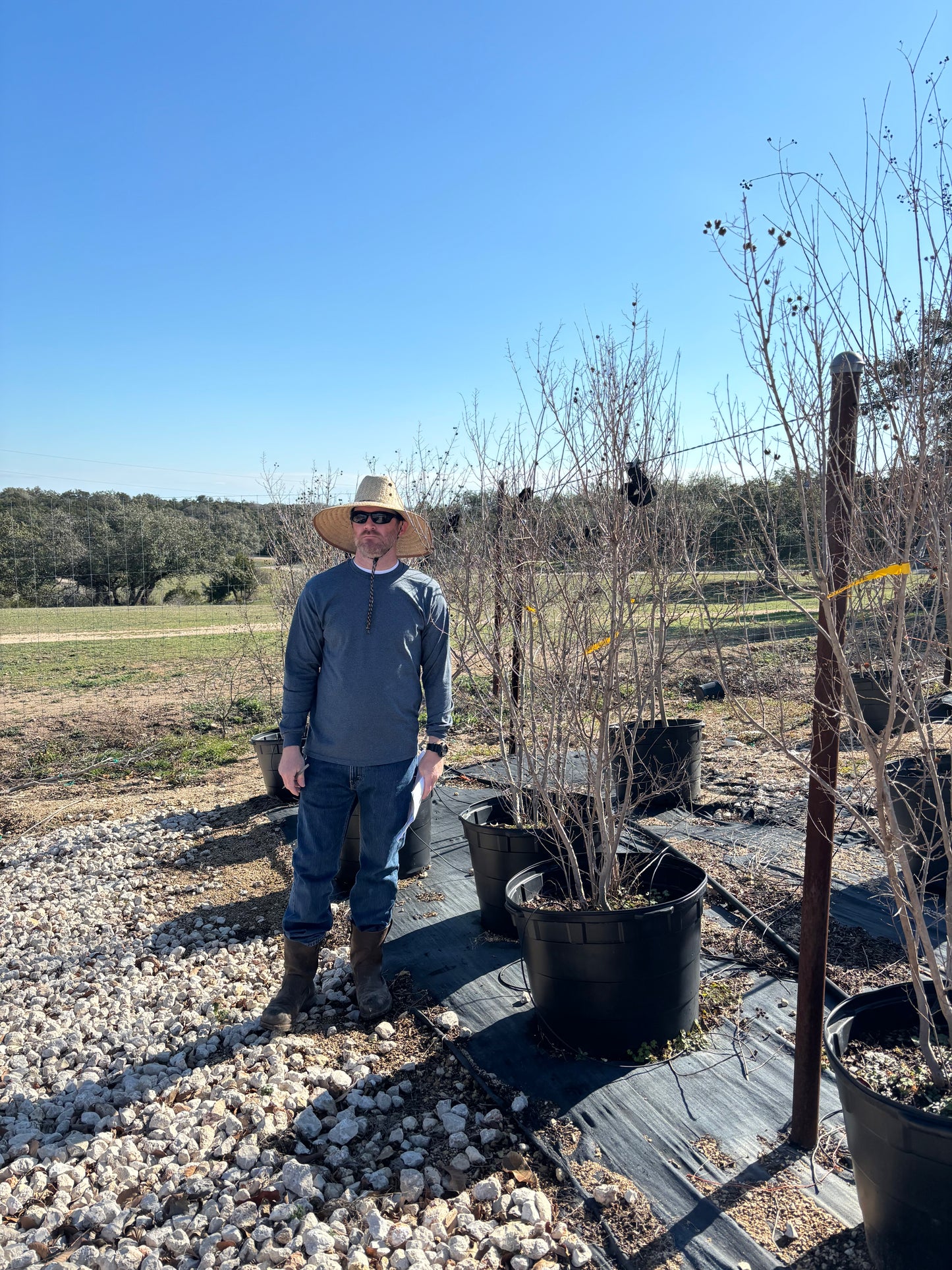Dynamite Crape Myrtle