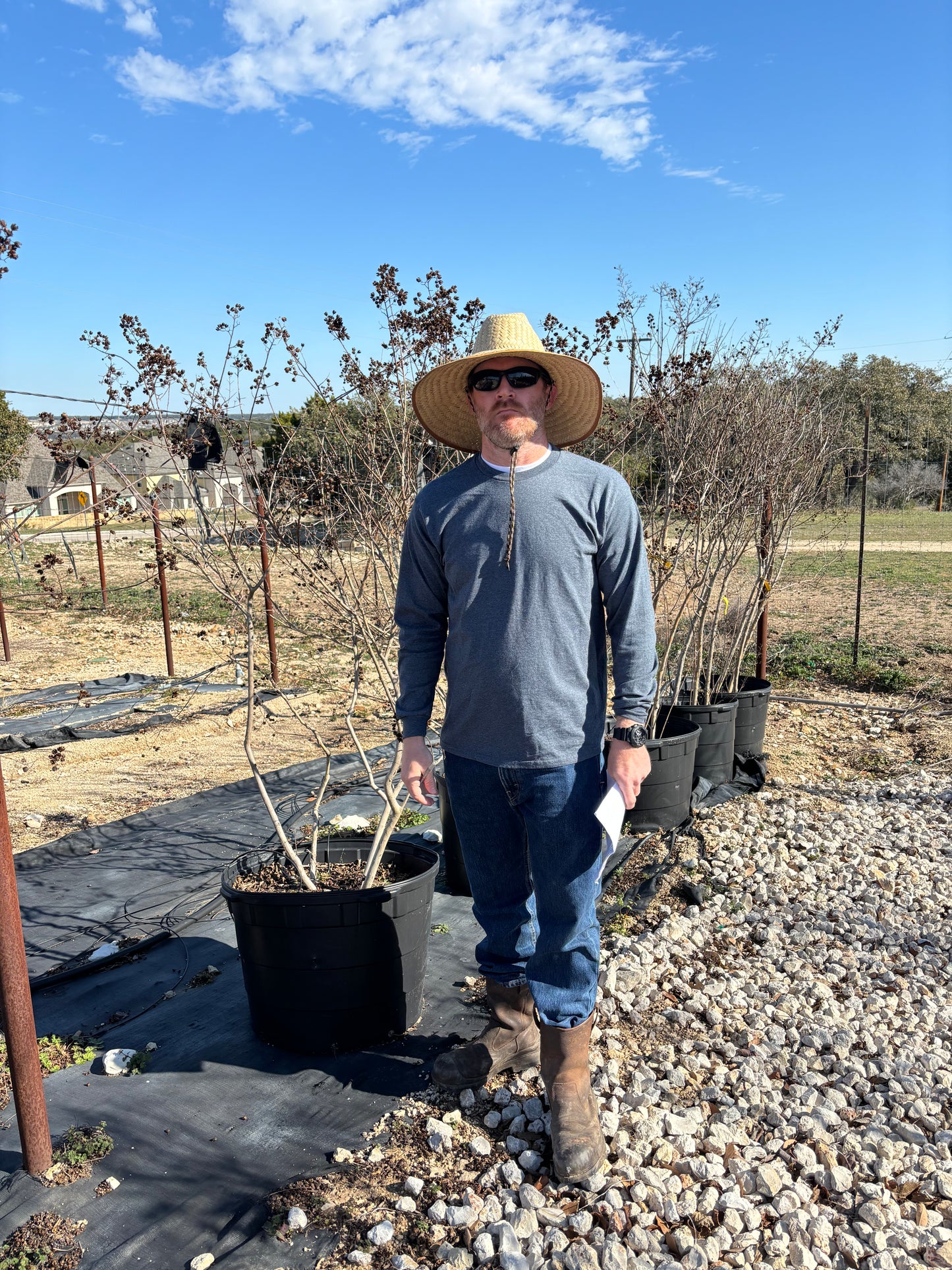 Catawba Crape Myrtle