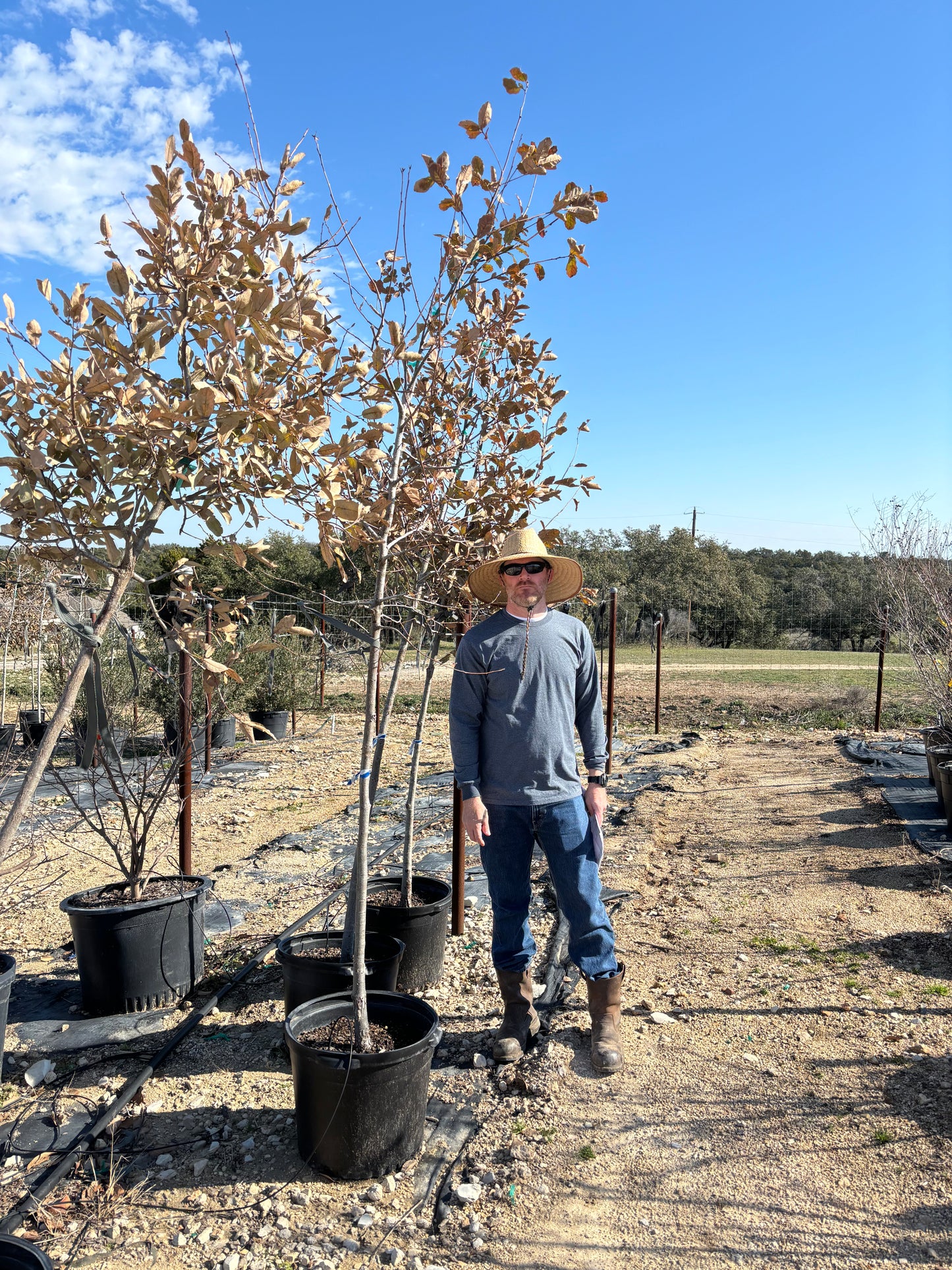 Mexican White Oak