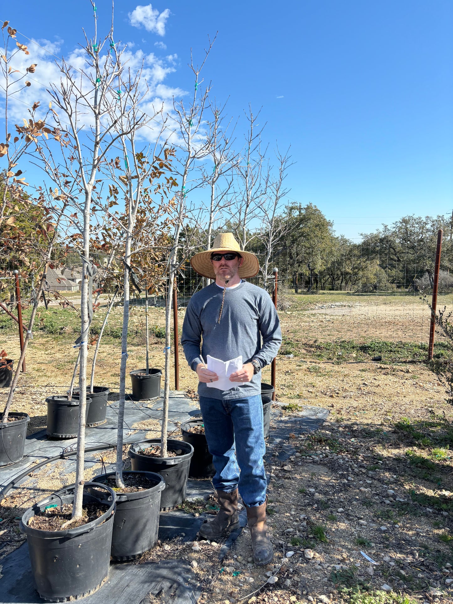 Chinquapin Oak