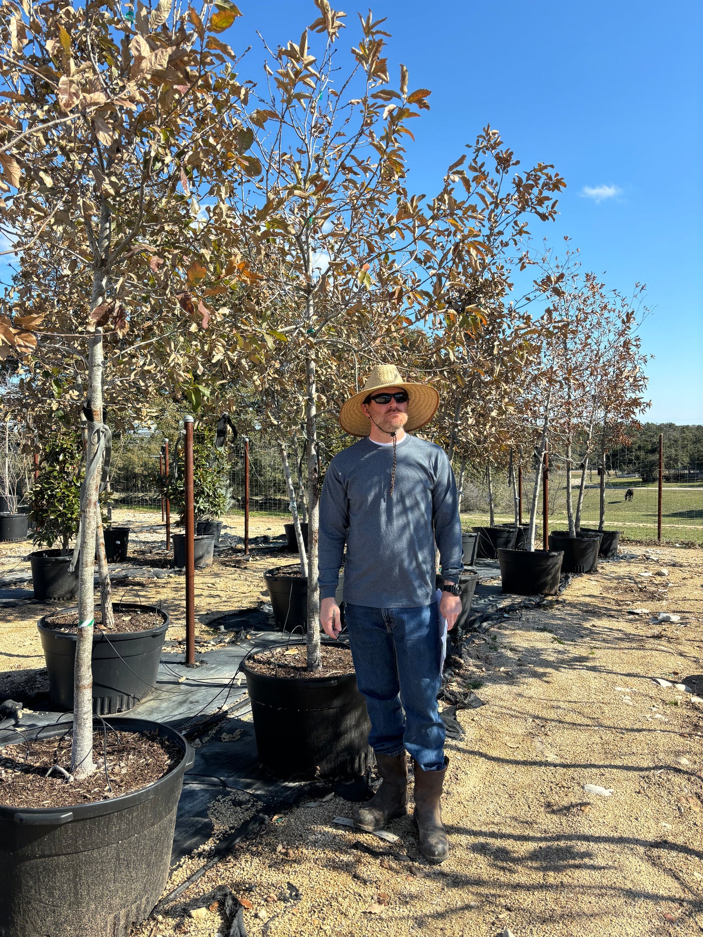 Mexican White Oak