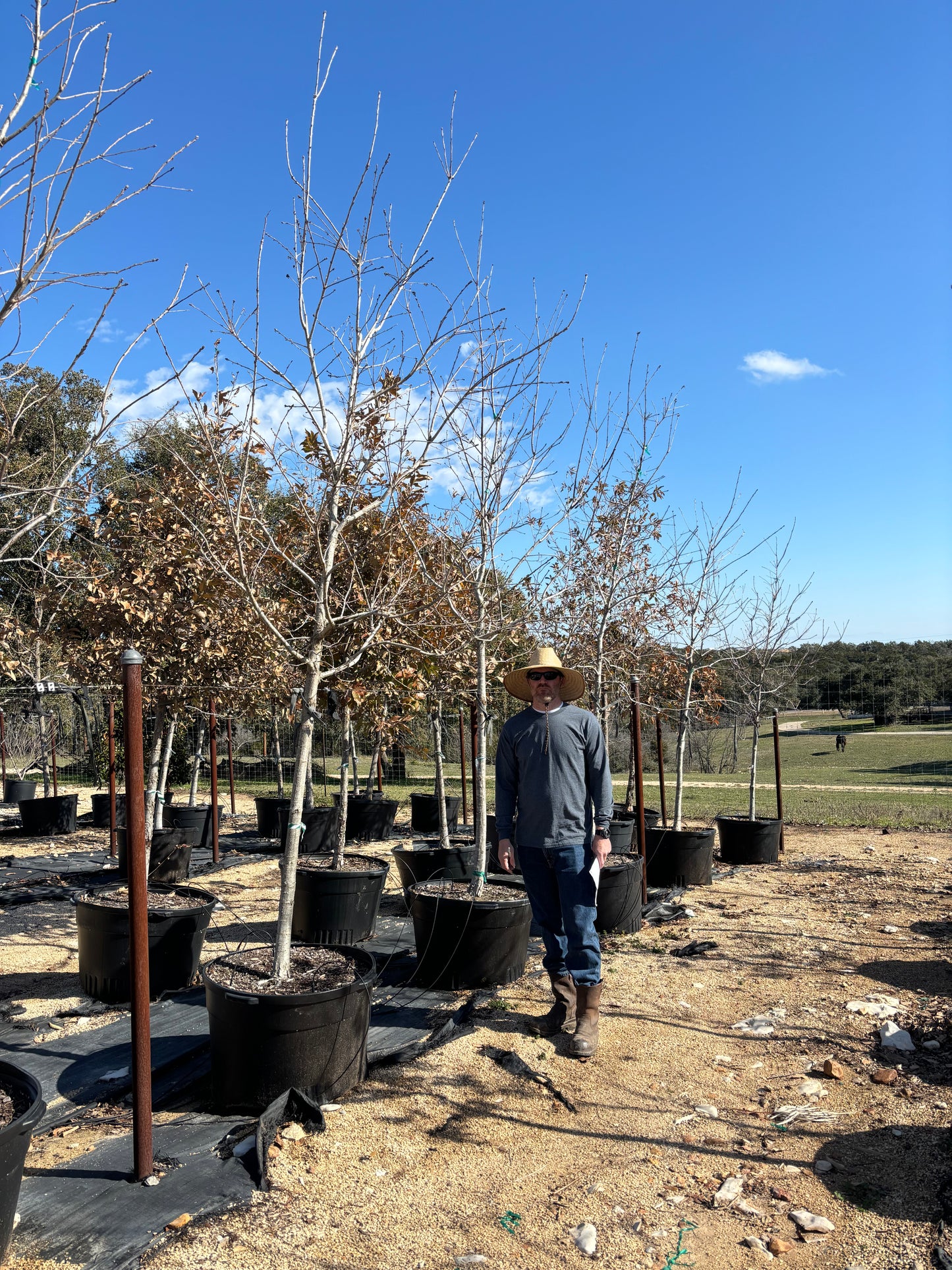Chinquapin Oak