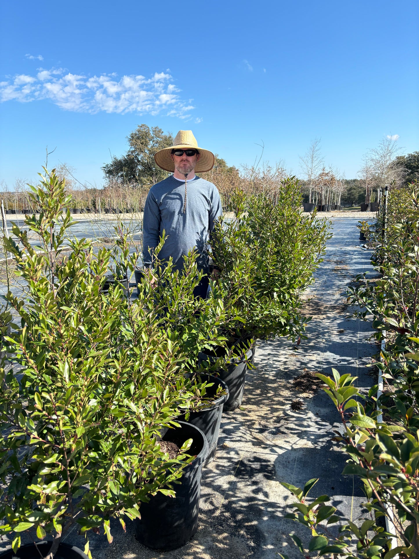 Cherry Laurel