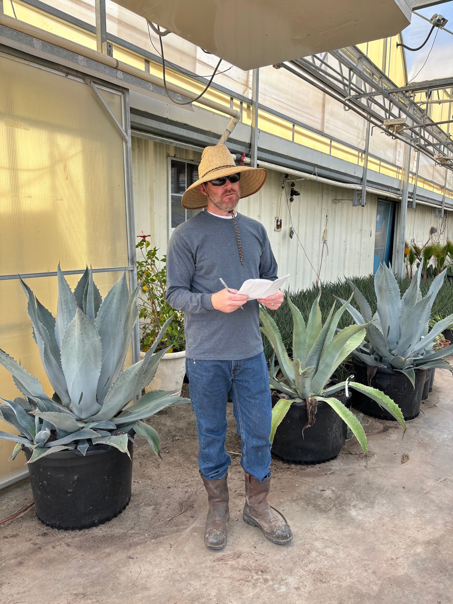 American Agave