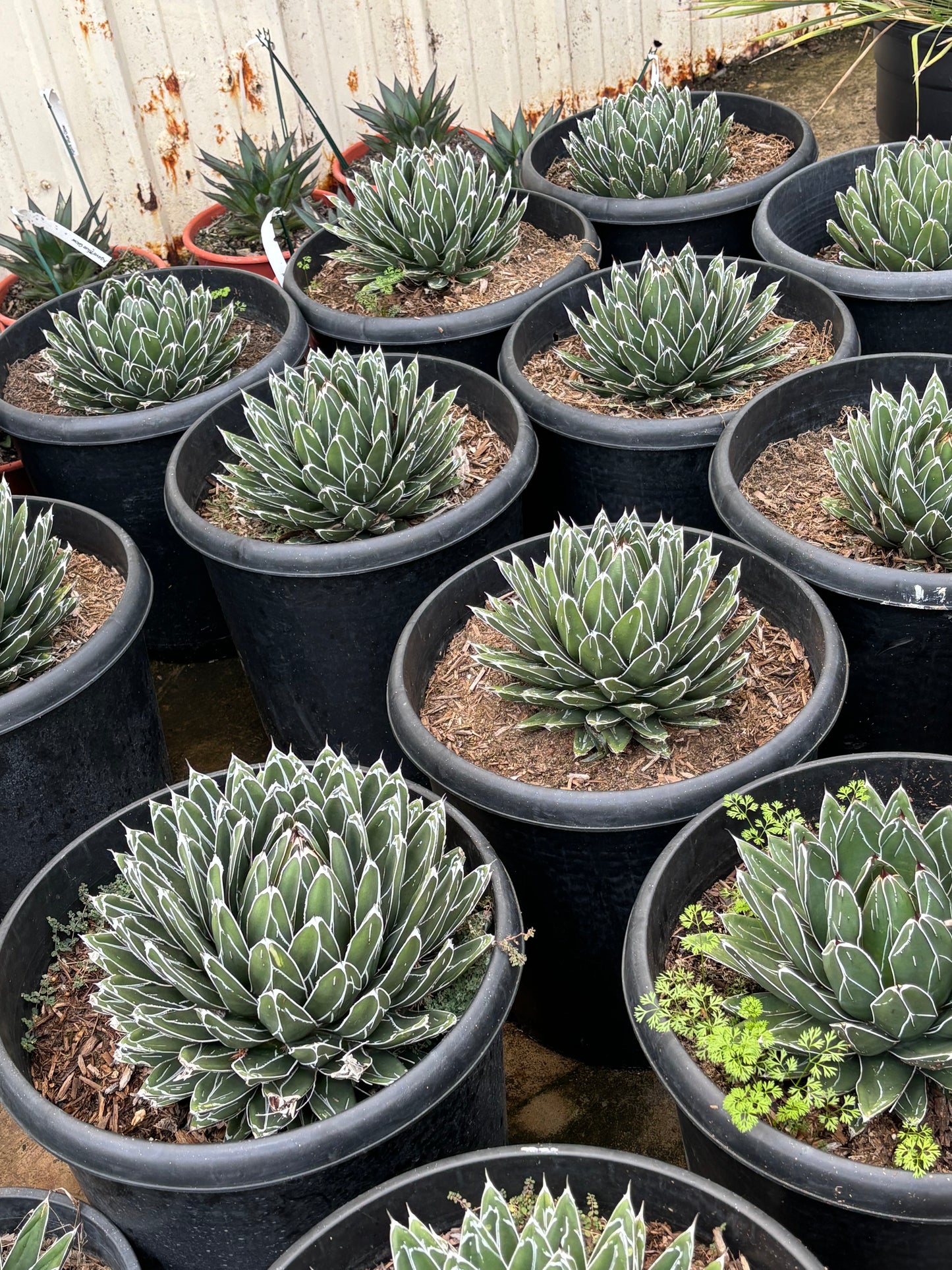 Queen Victoria Agave