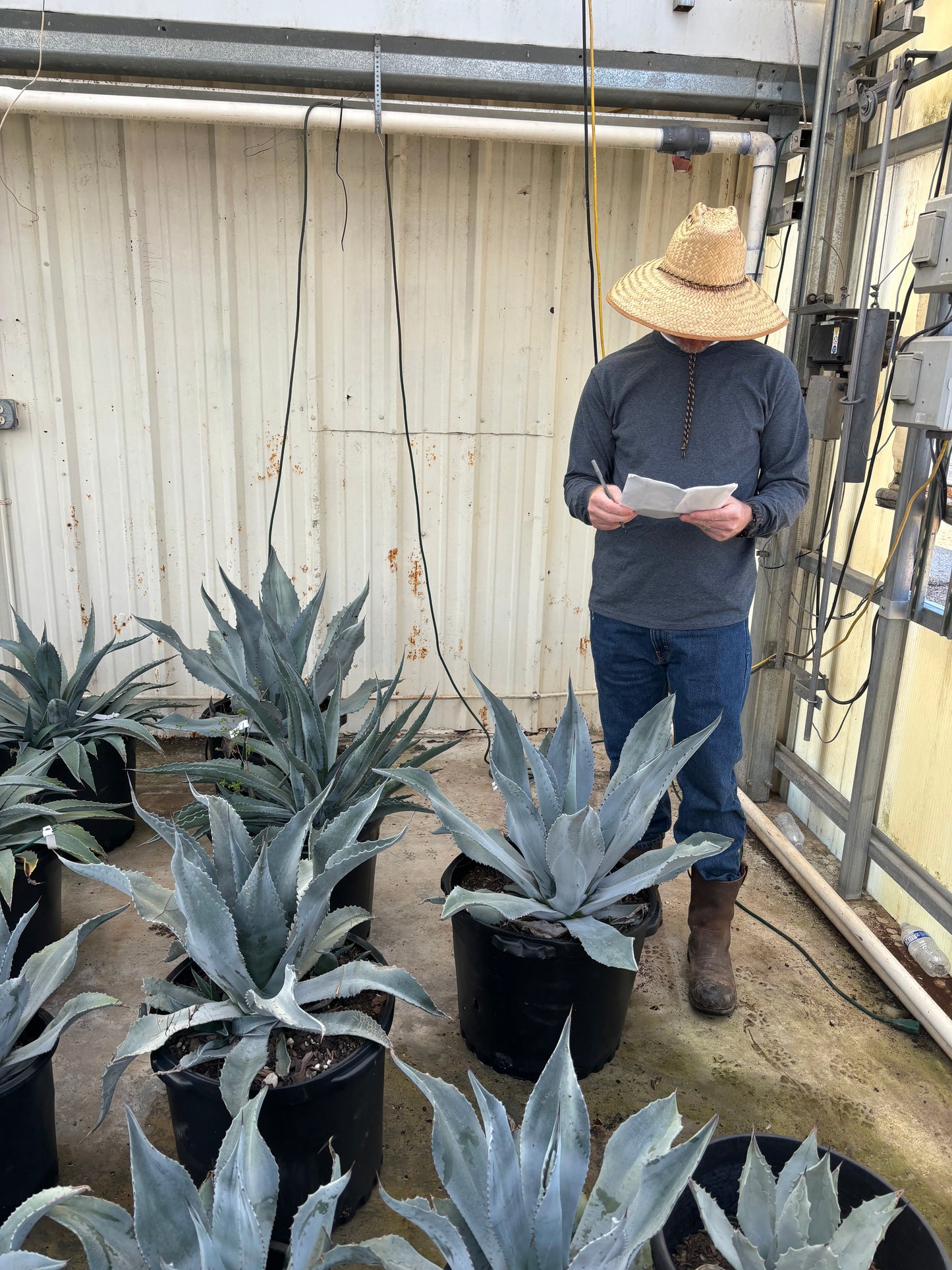 American Agave