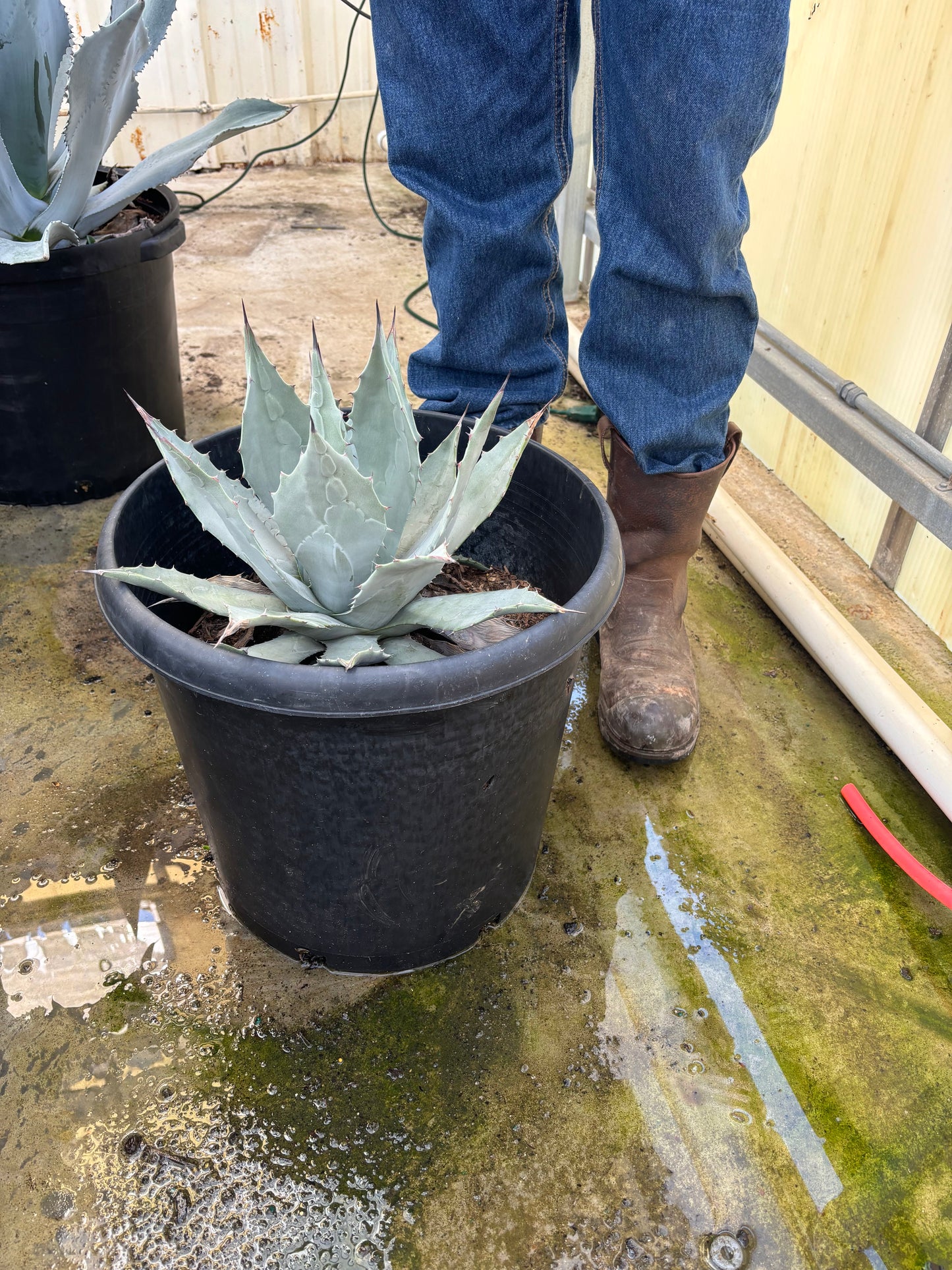 Parryi Agave