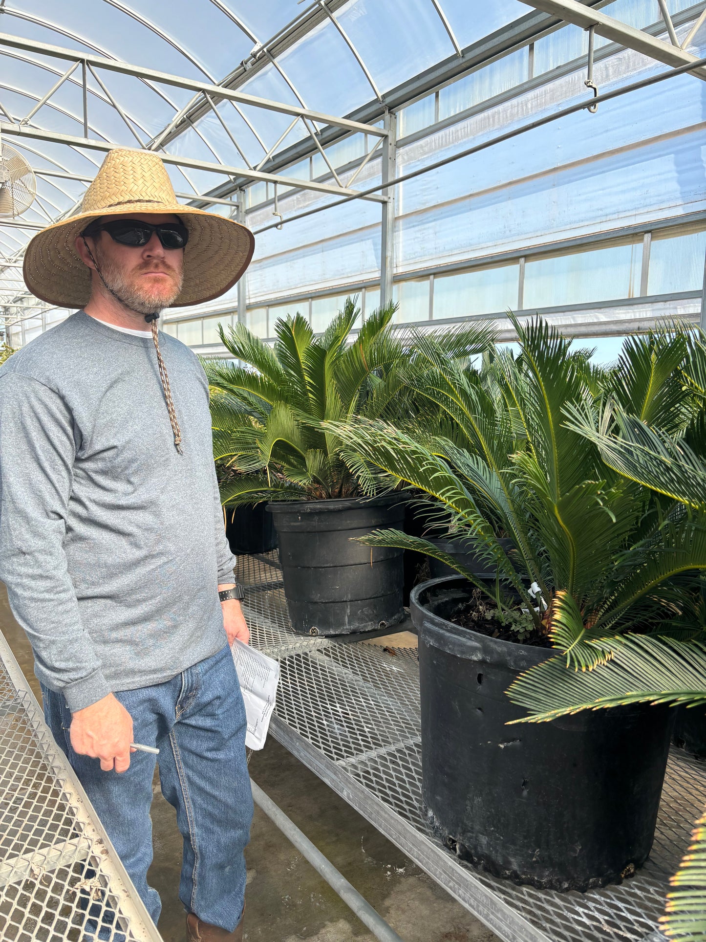 Sago Palm