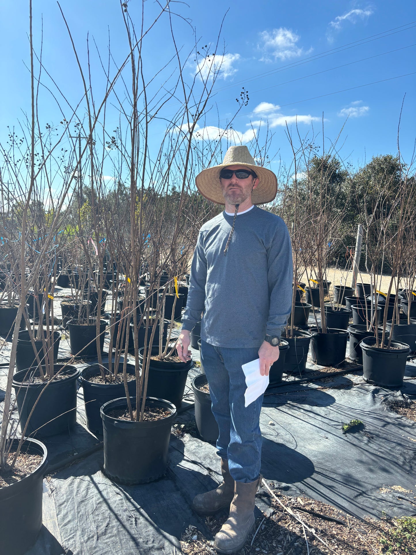 Natchez Crape Myrtle