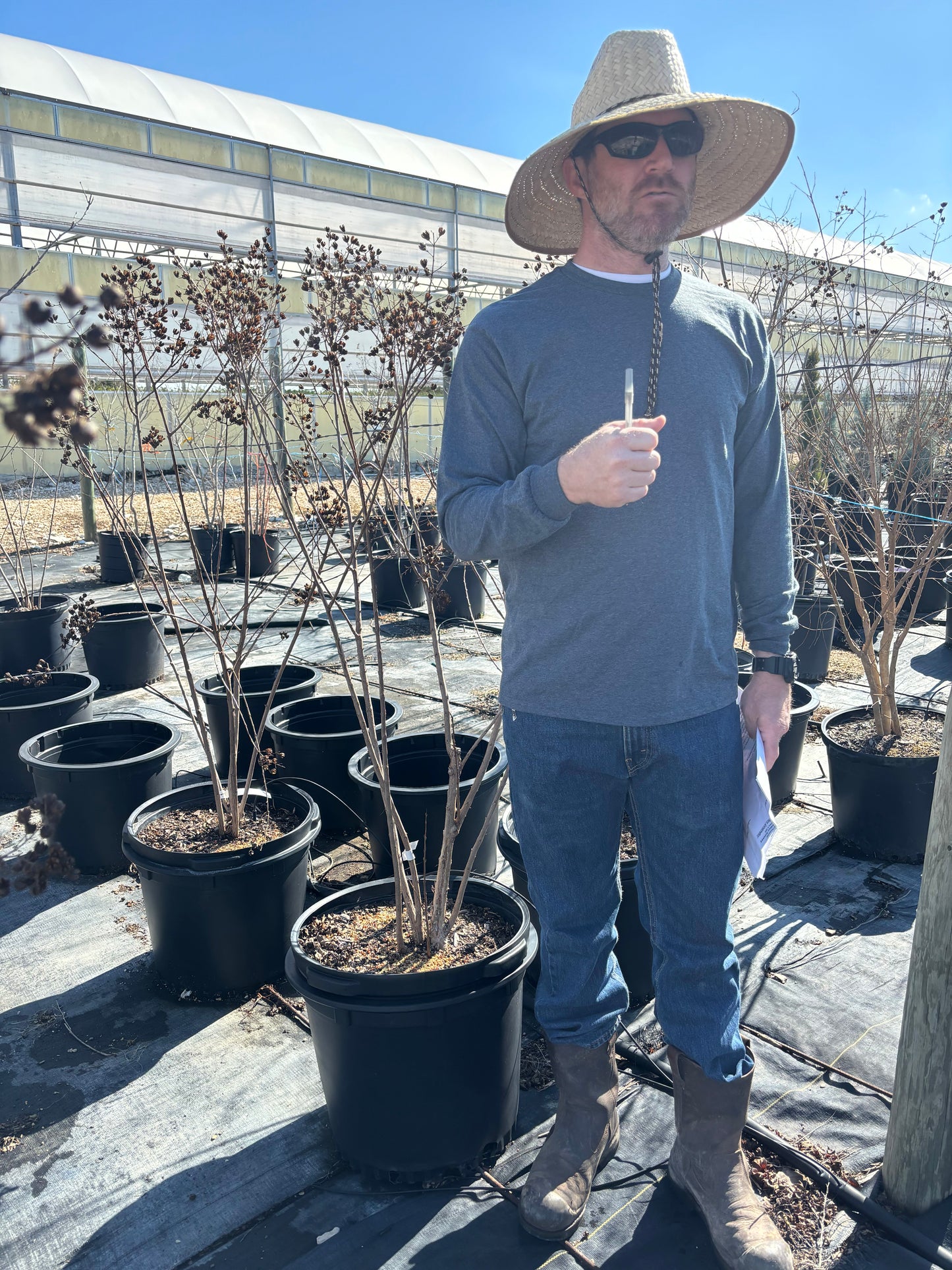 Tuscarora Crape Myrtle