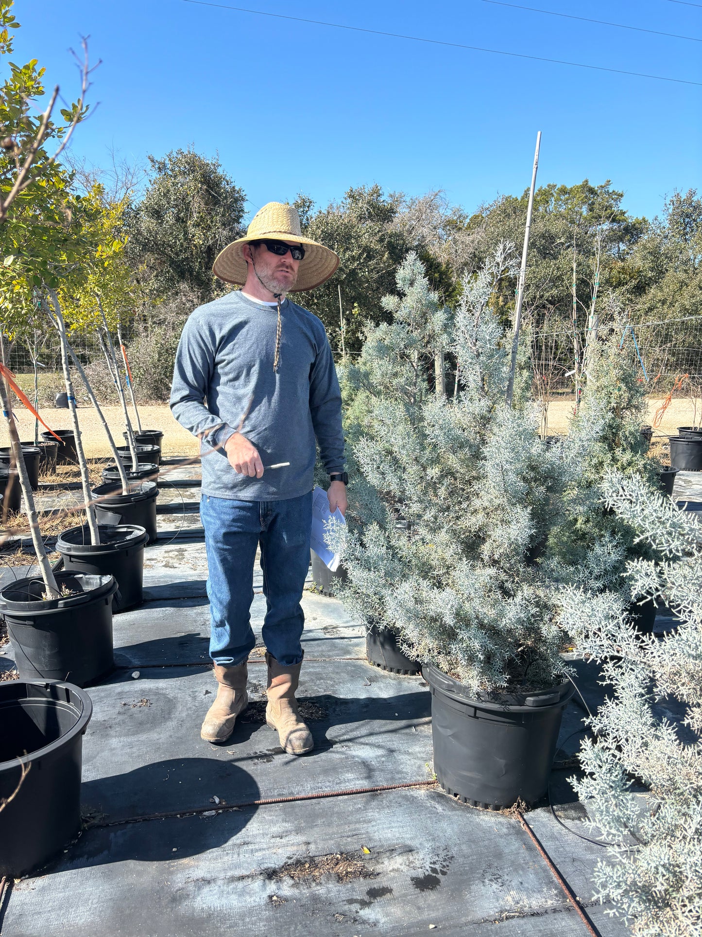 Arizona Icee Blue Cypress