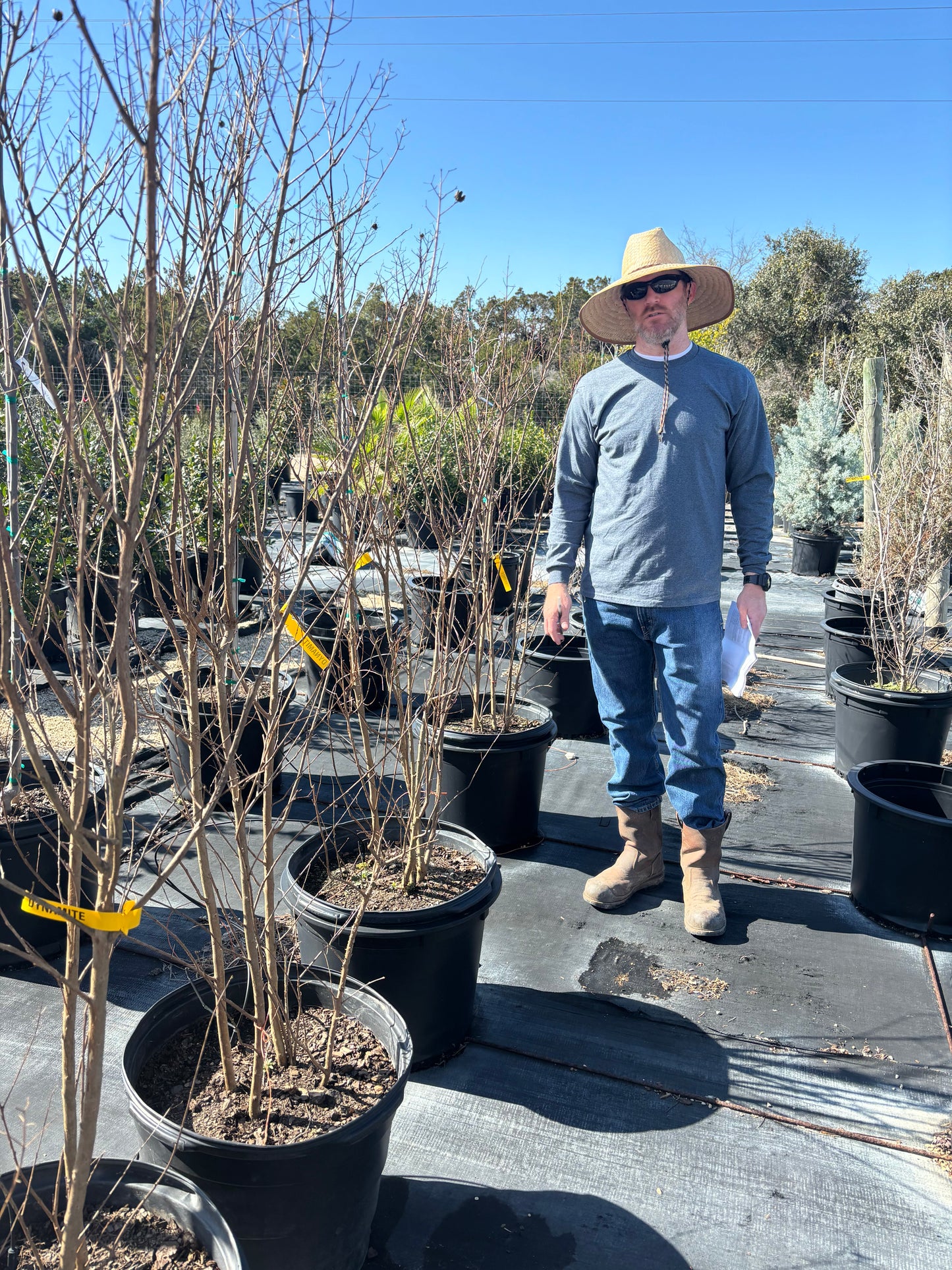 Dynamite Crape Myrtle