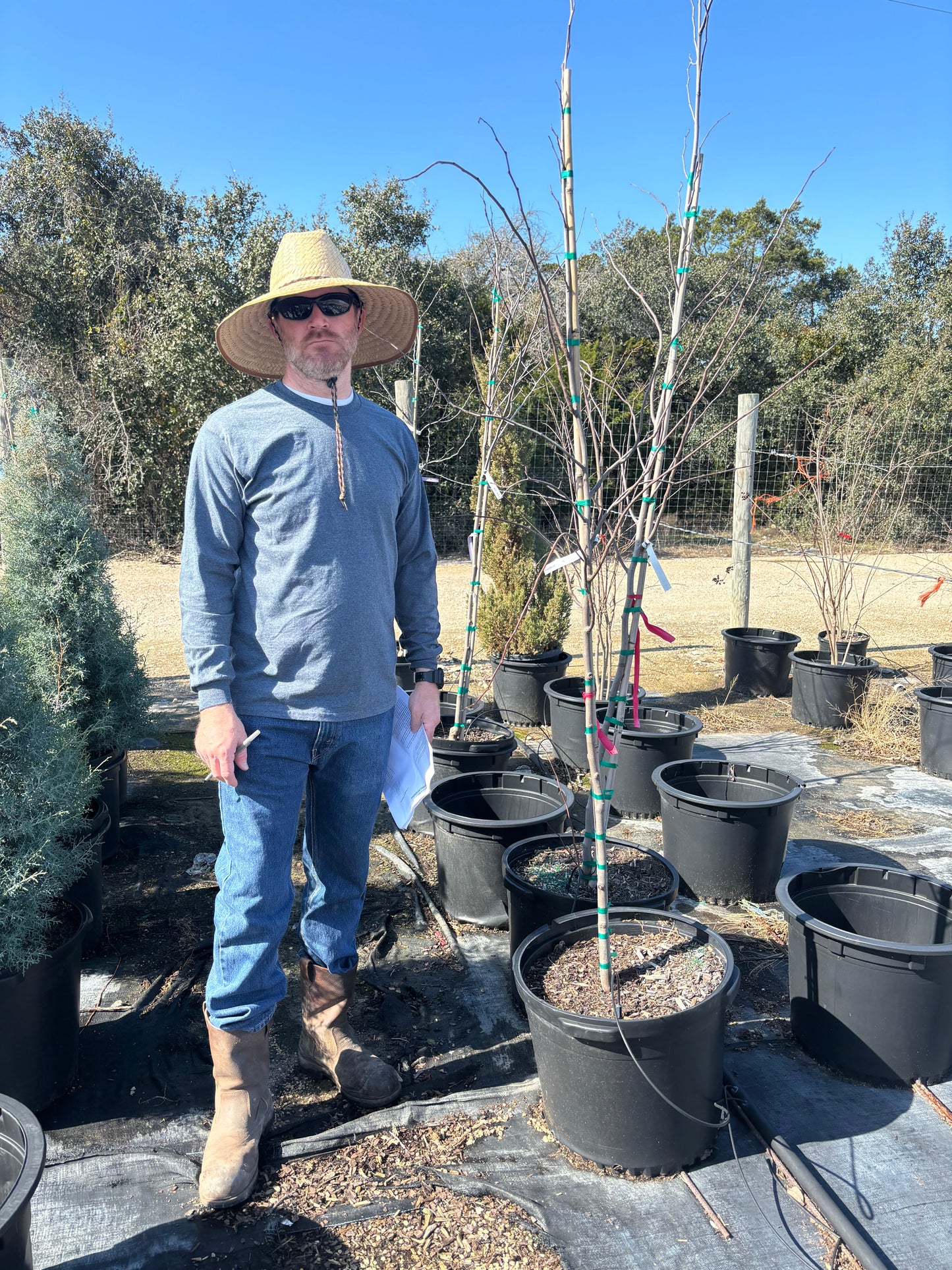 Texas Redbud