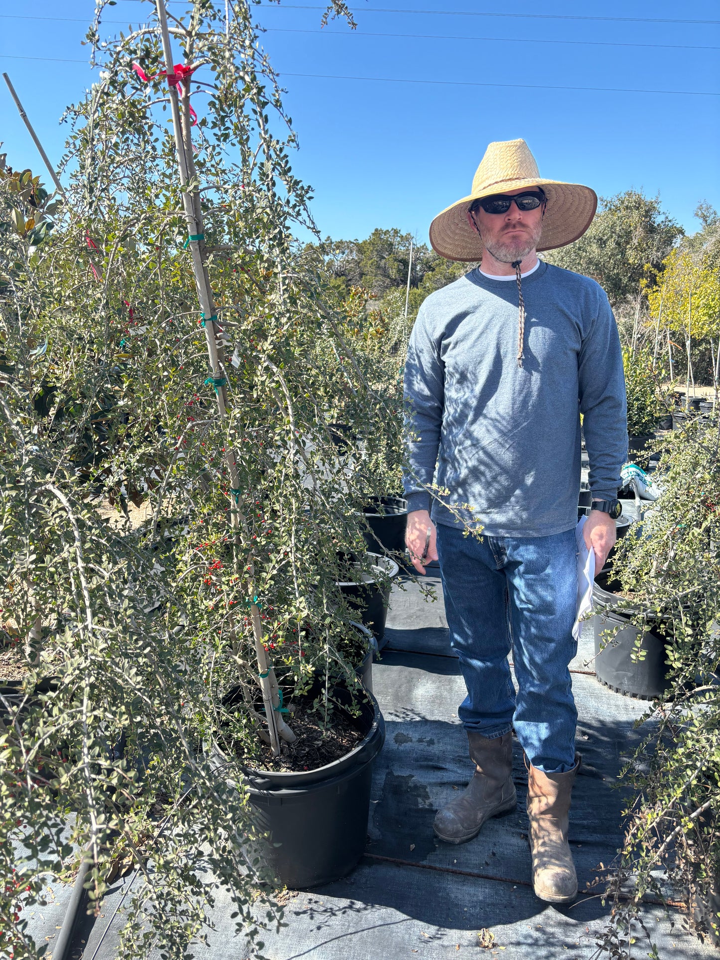 Weeping Yaupon Holly