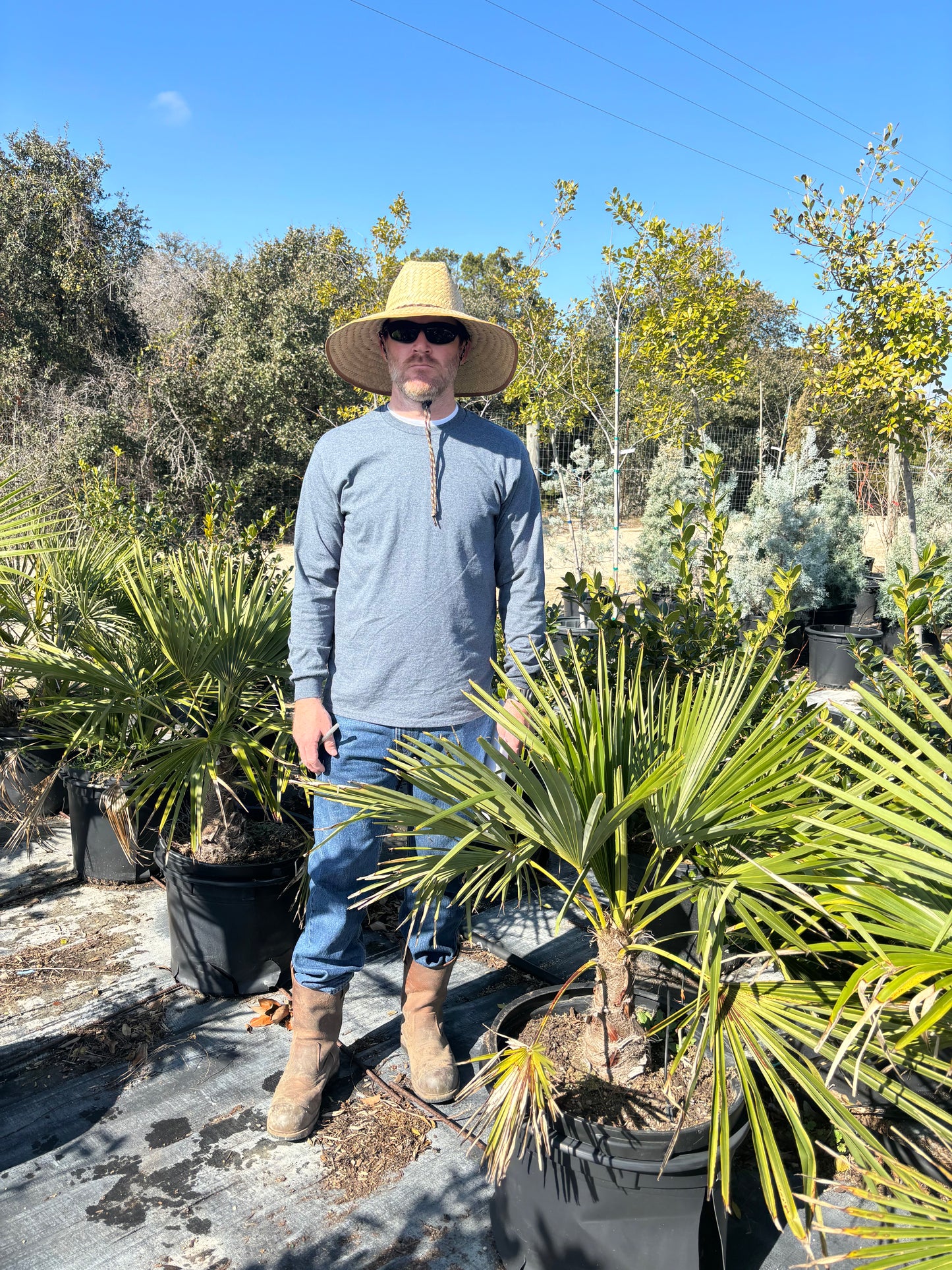 Windmill Palm