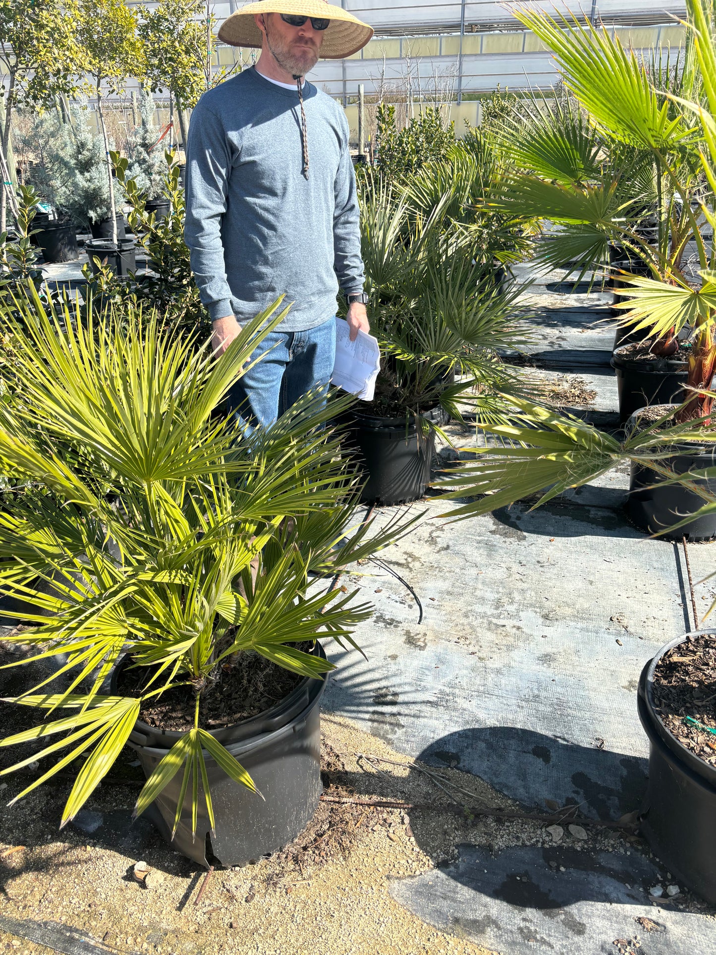 Mediterranean Palm