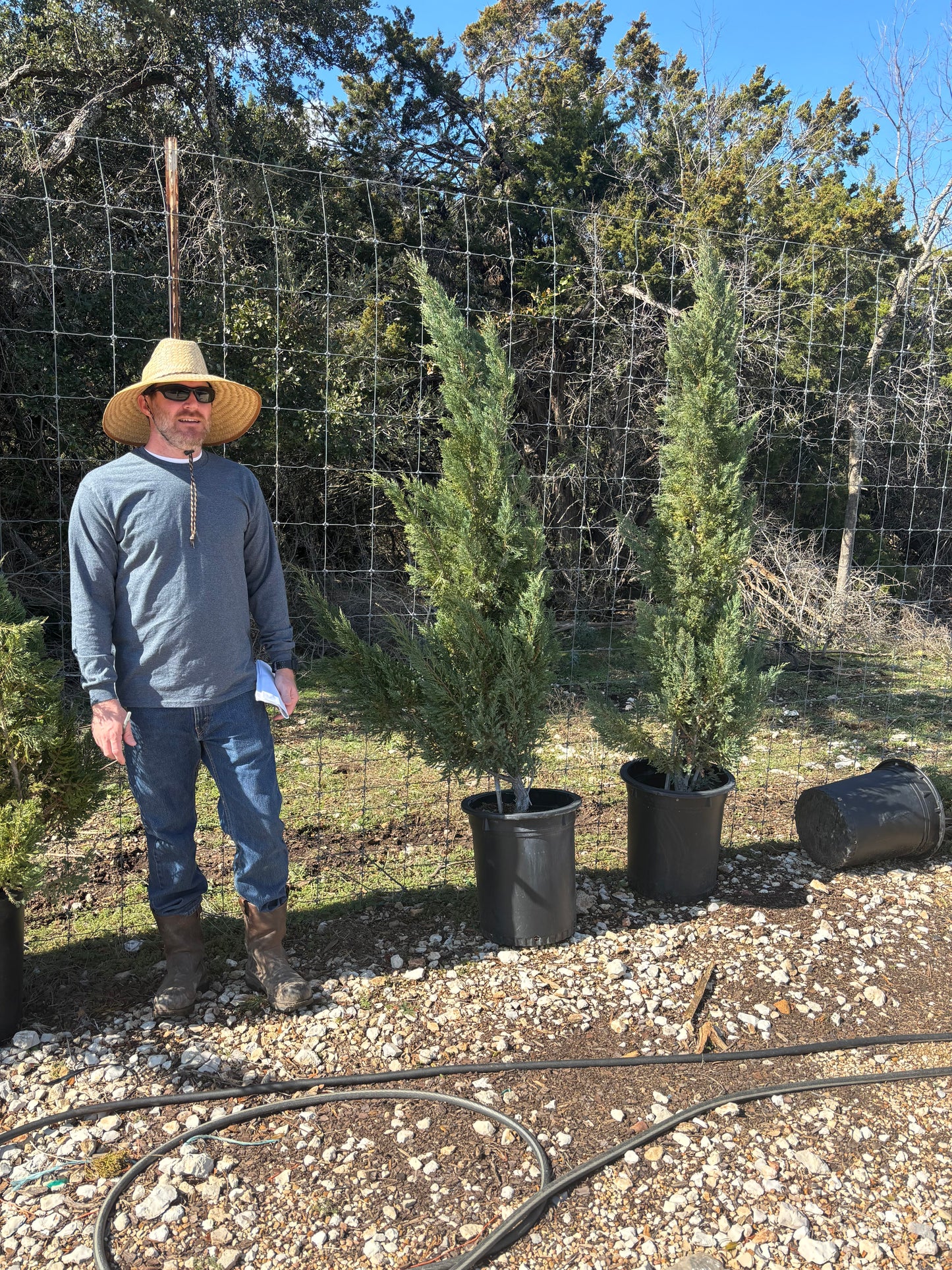 Arizona Carolina Sapphire Cypress