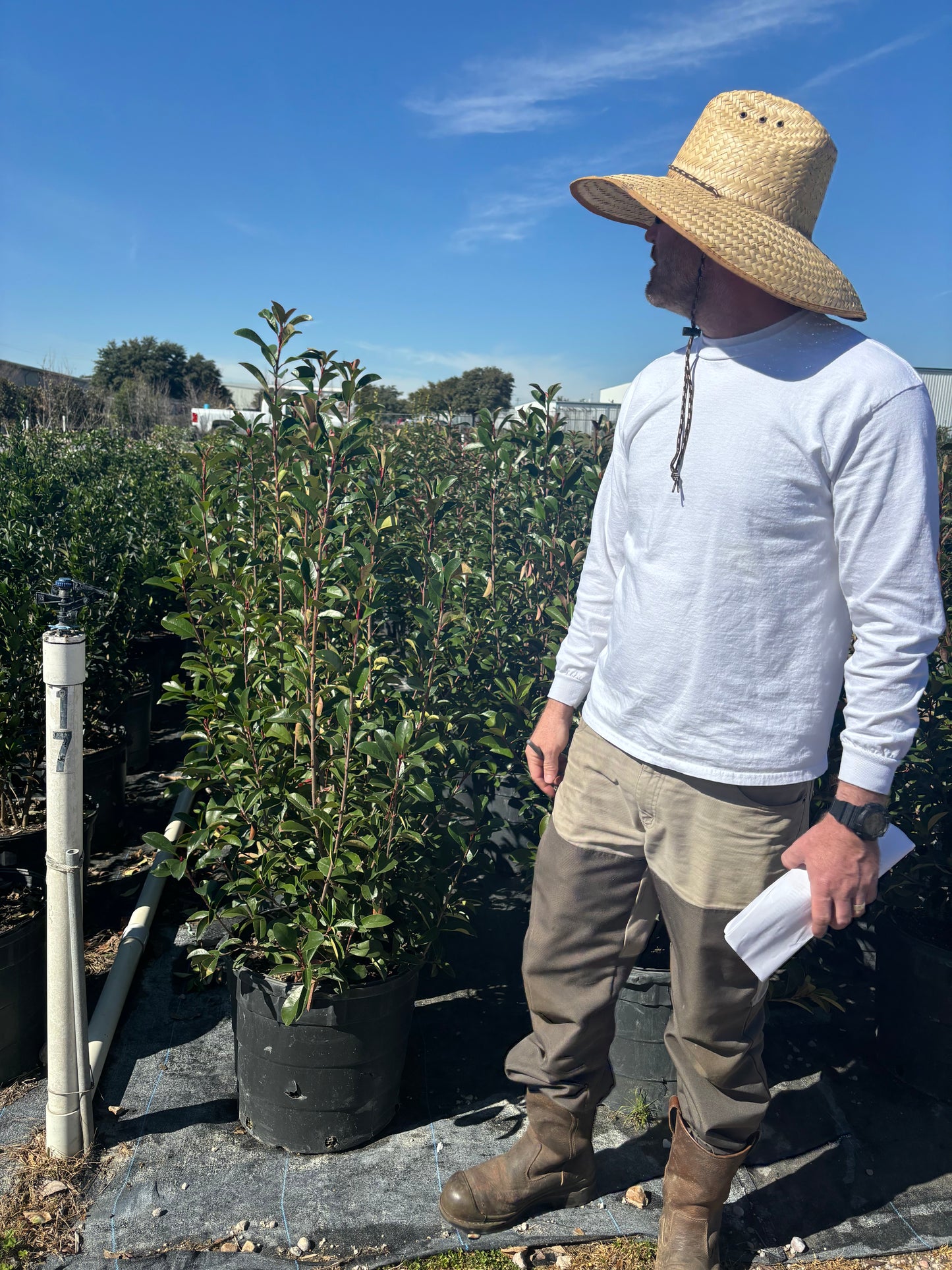 Red Tip Photinia