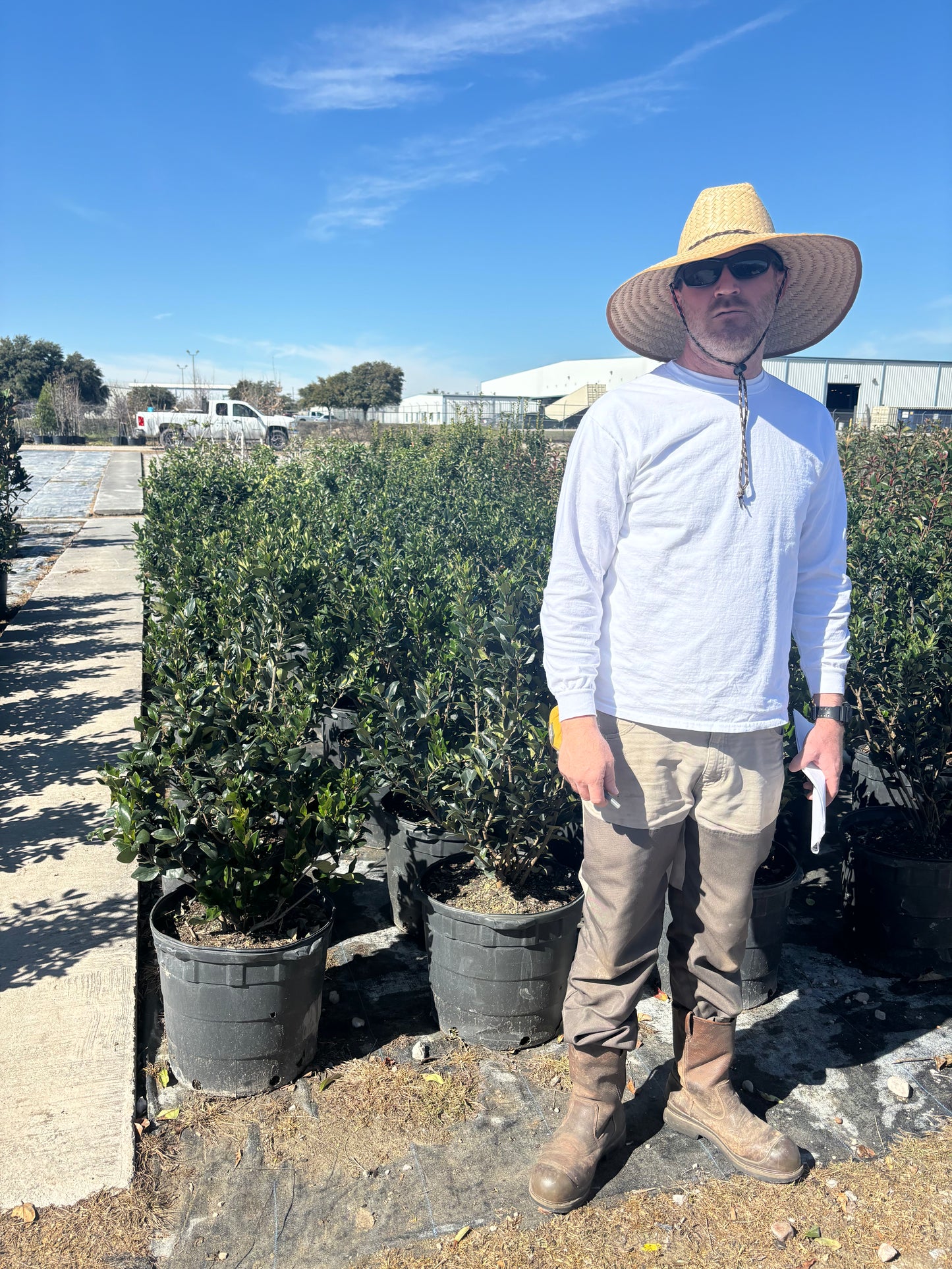 Waxleaf Ligustrum