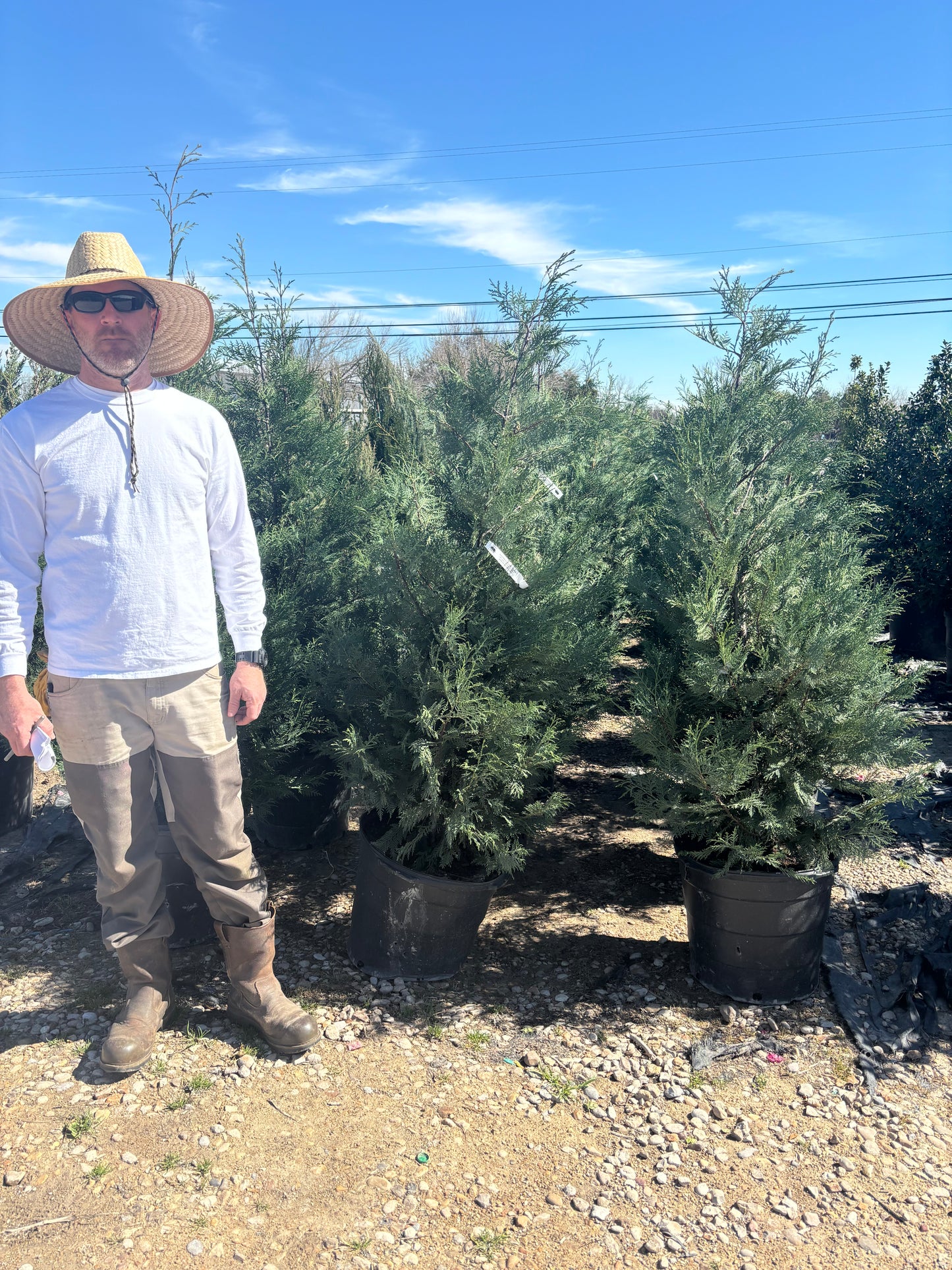 Leyland Cypress