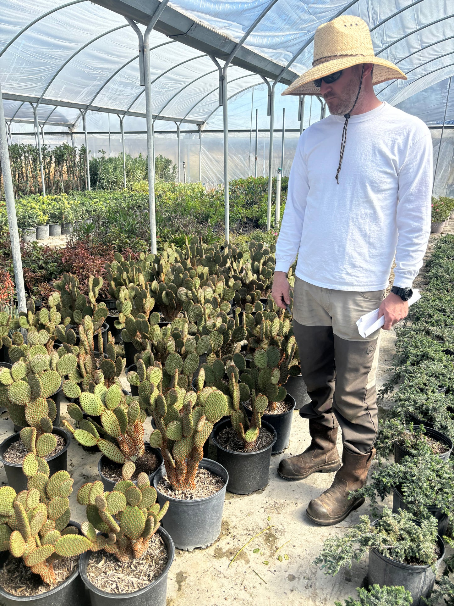 Spineless Prickly Pear Cactus