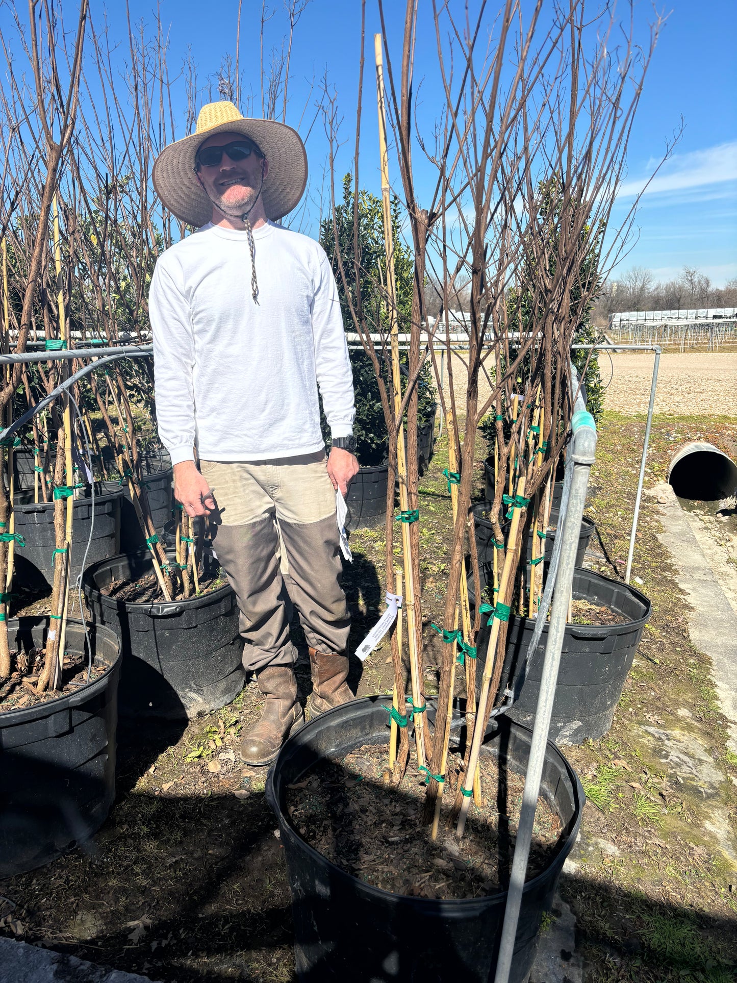 Miss Gail Crape Myrtle