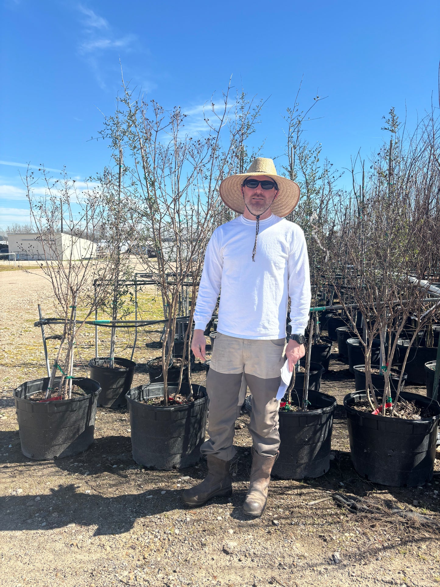 Tonto Crape Myrtle