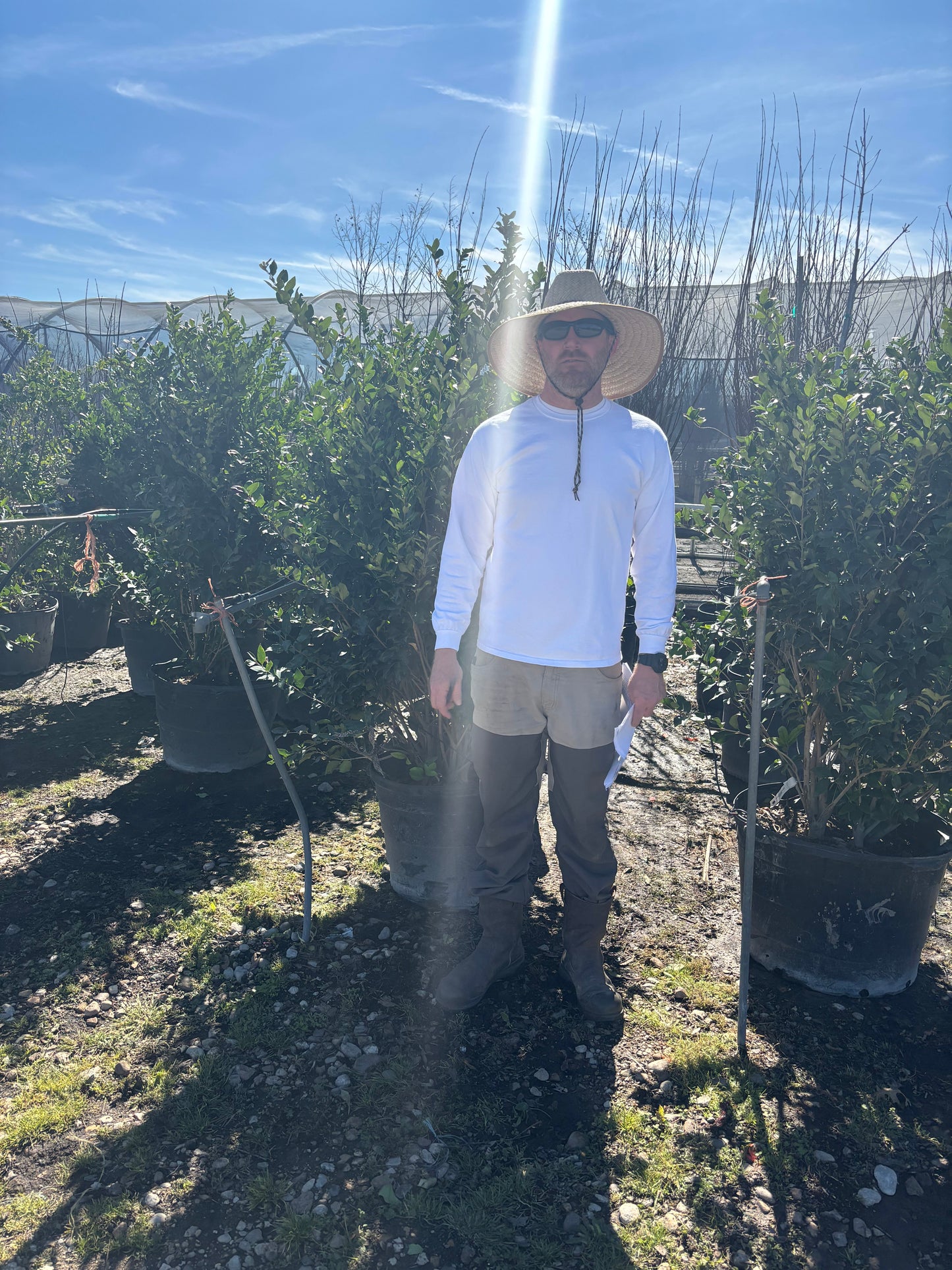 Waxleaf Ligustrum