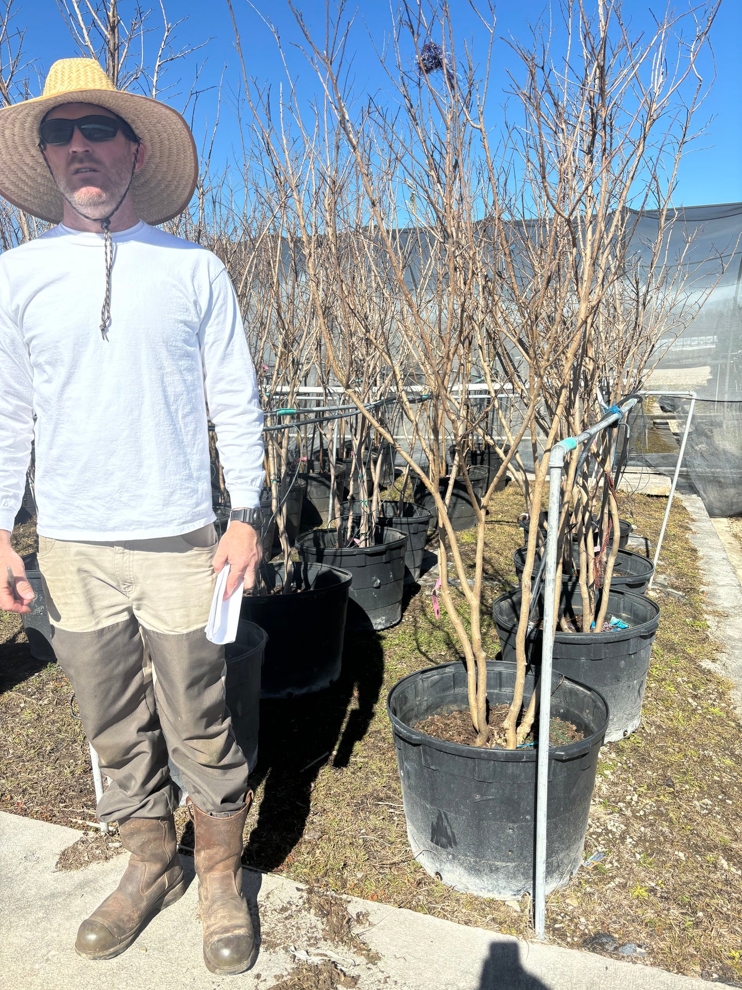 Sioux Crape Myrtle