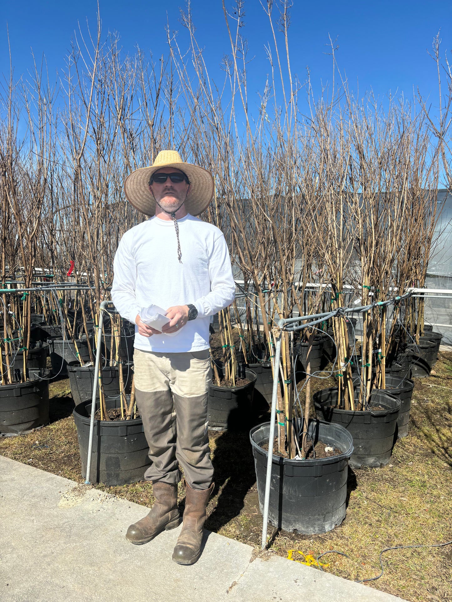 Scarlet Crape Myrtle