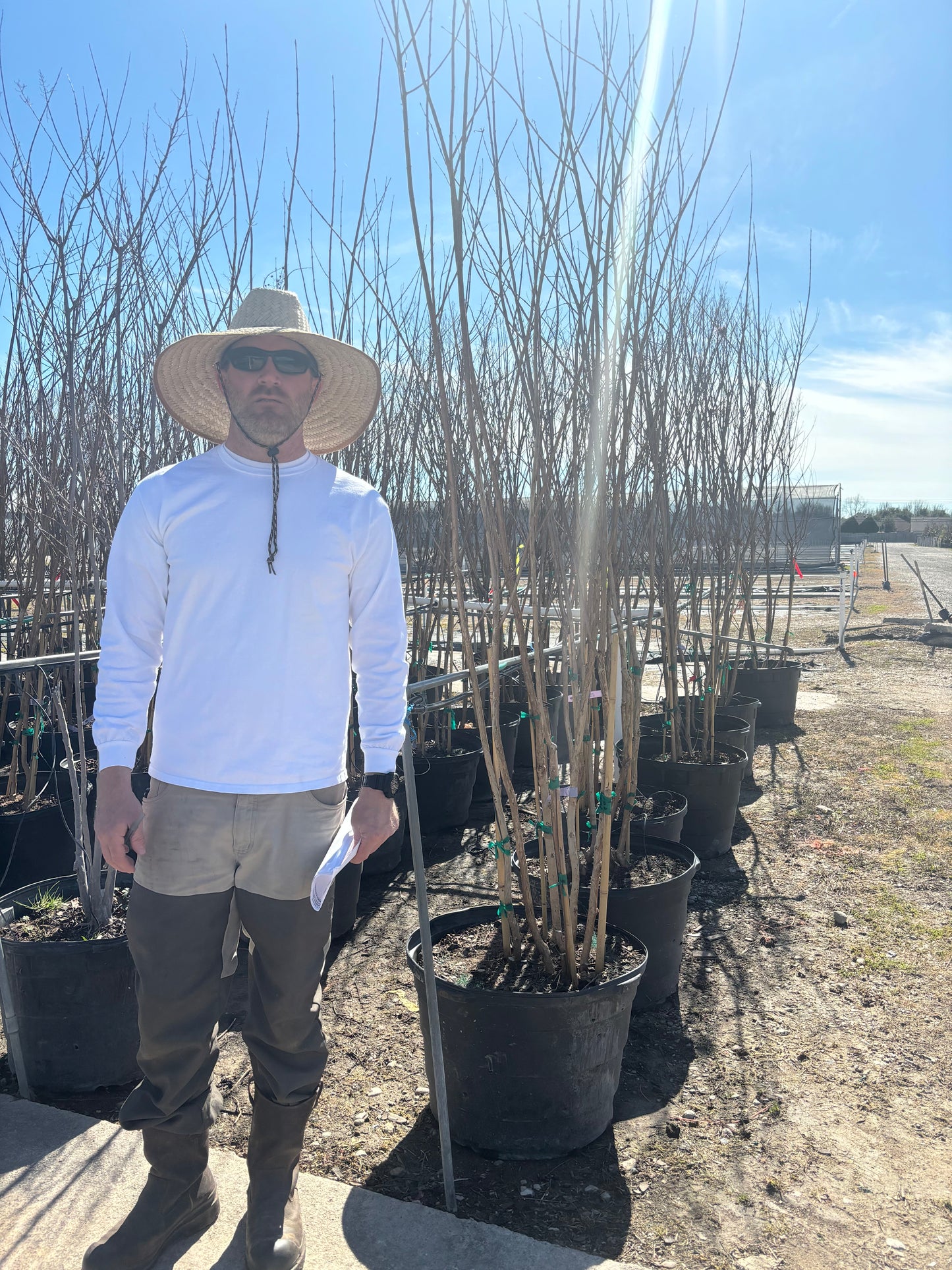 Muskogee Crape Myrtle