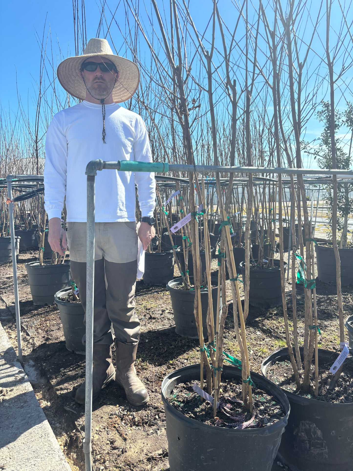 Muskogee Crape Myrtle