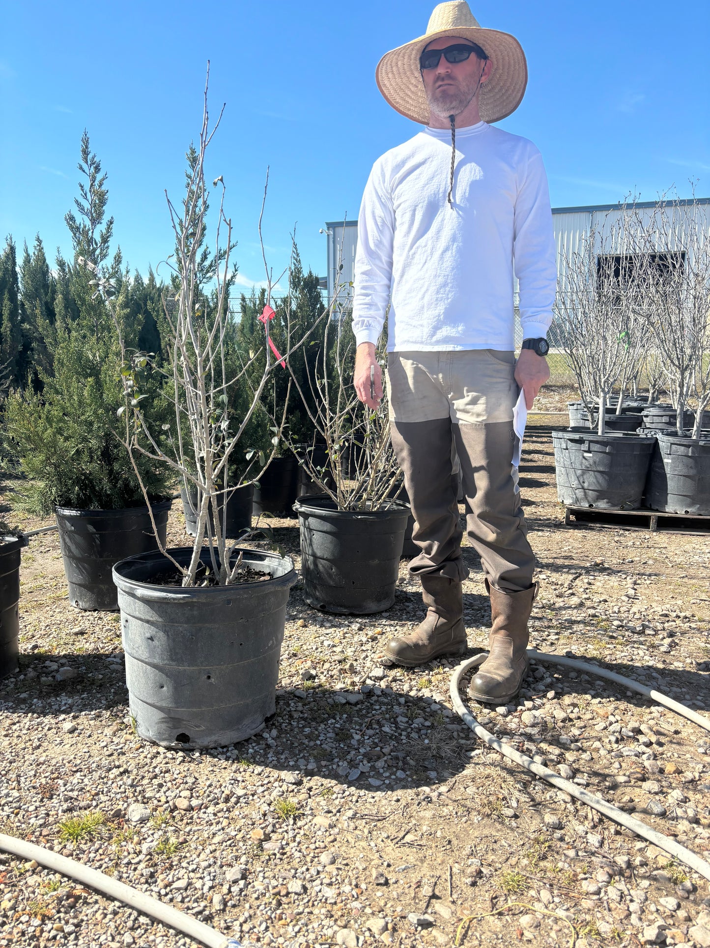 Possumhaw Holly