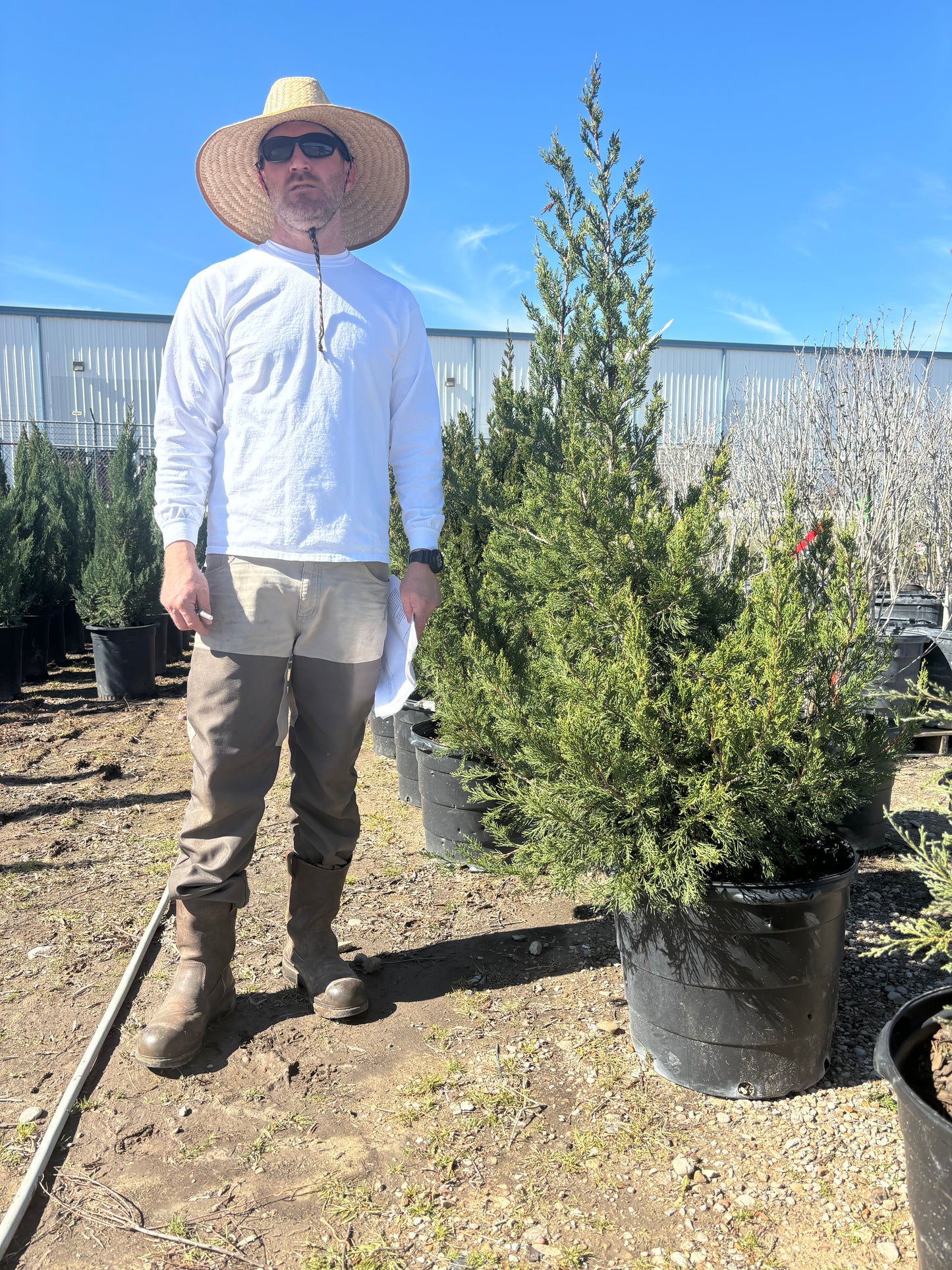 Hetzi Juniper