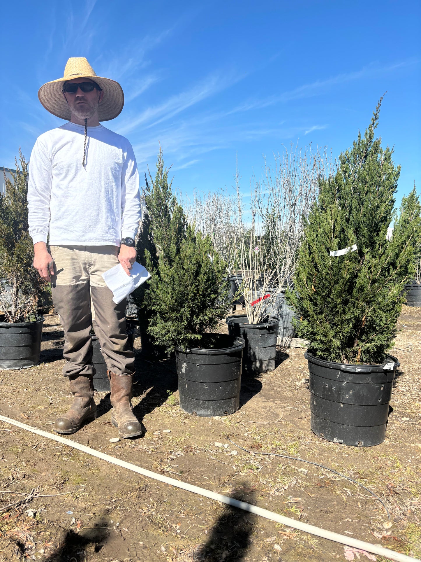Idyllwild Red Cedar