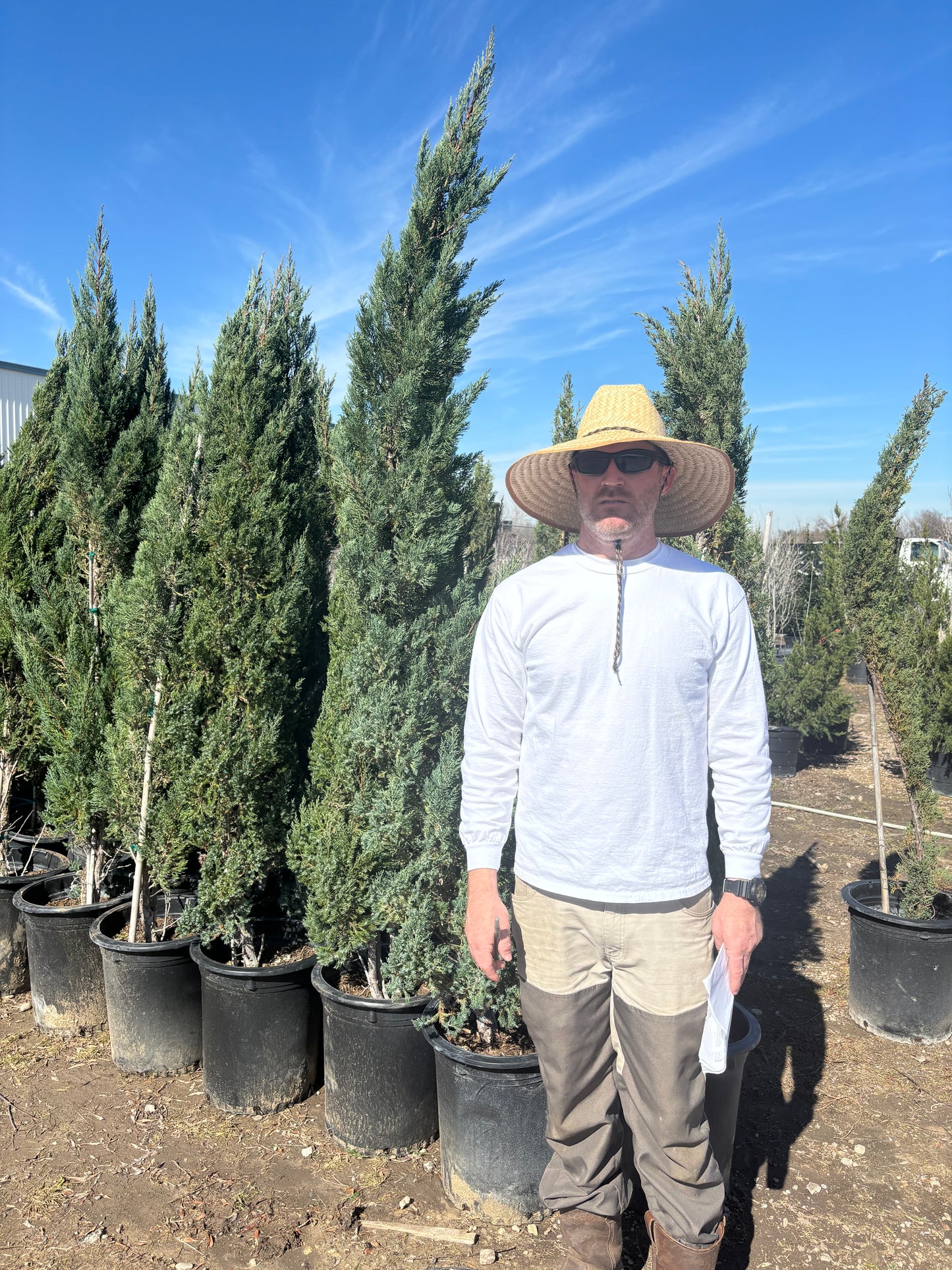 Italian Cypress