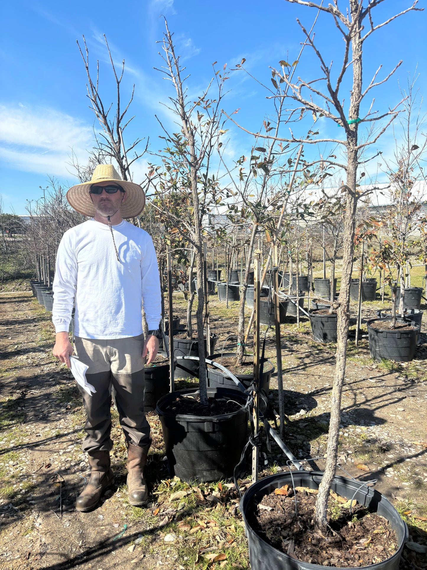 Bur Oak