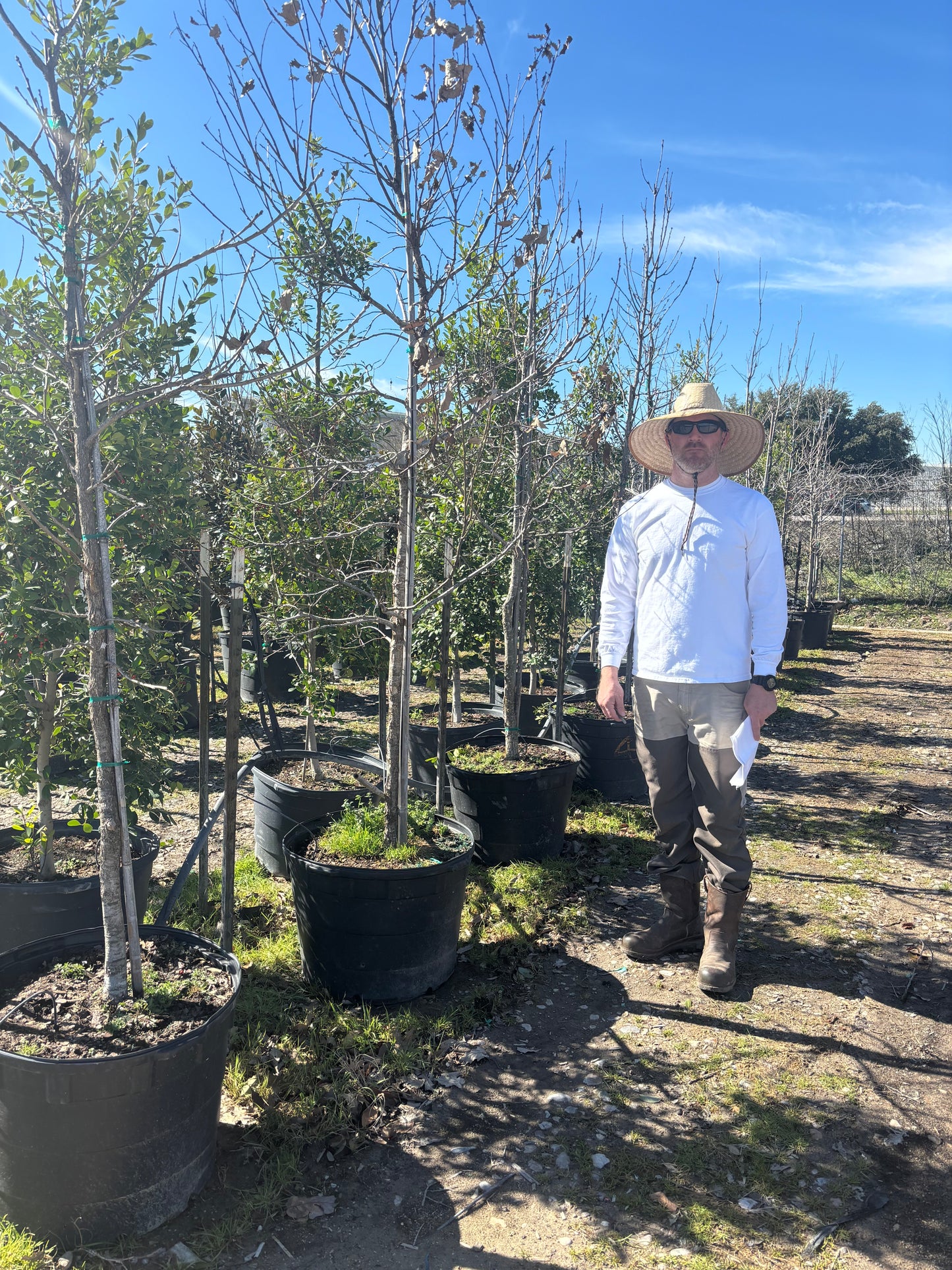 Chinquapin Oak
