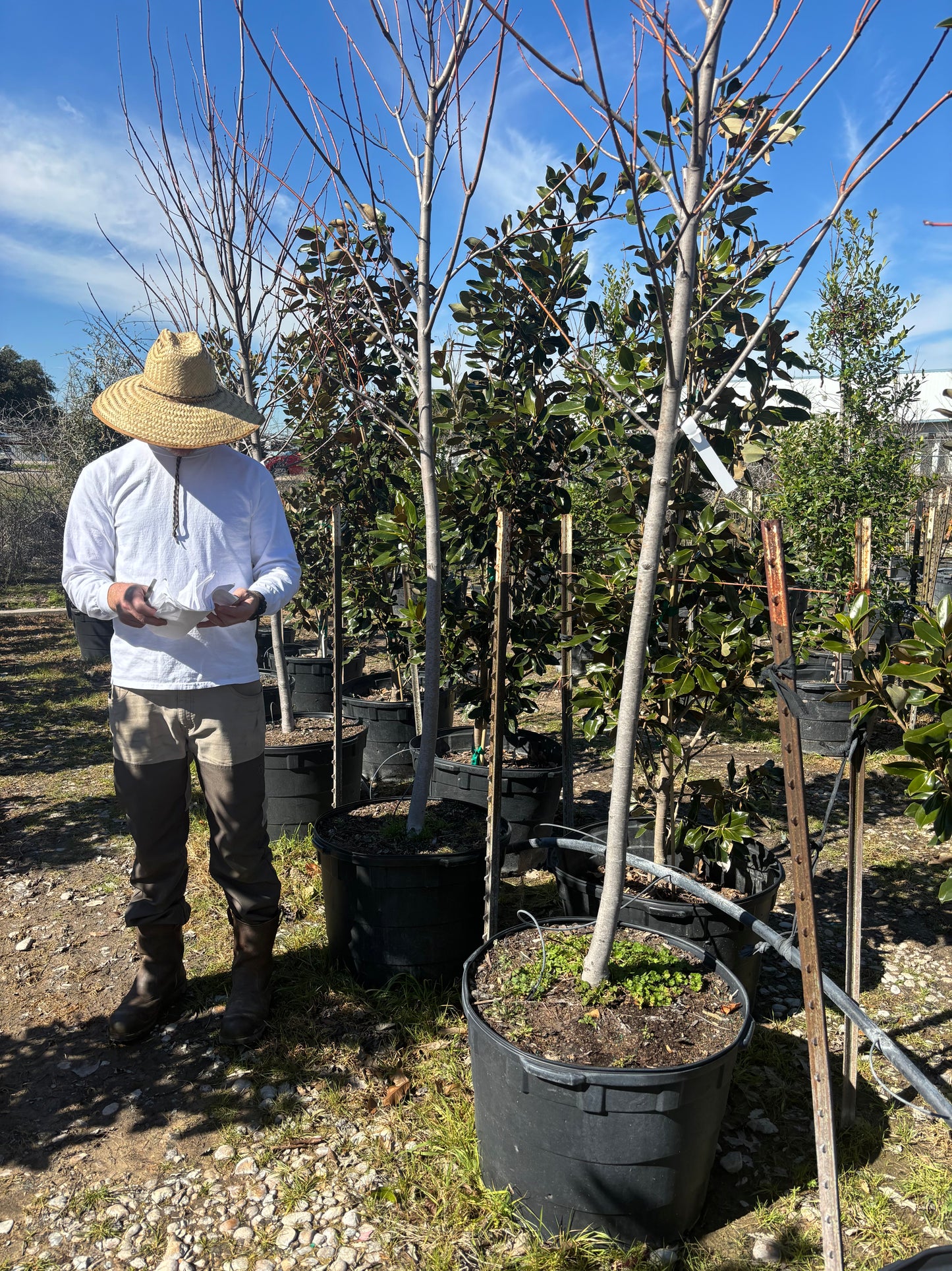 Autumn Blaze Maple